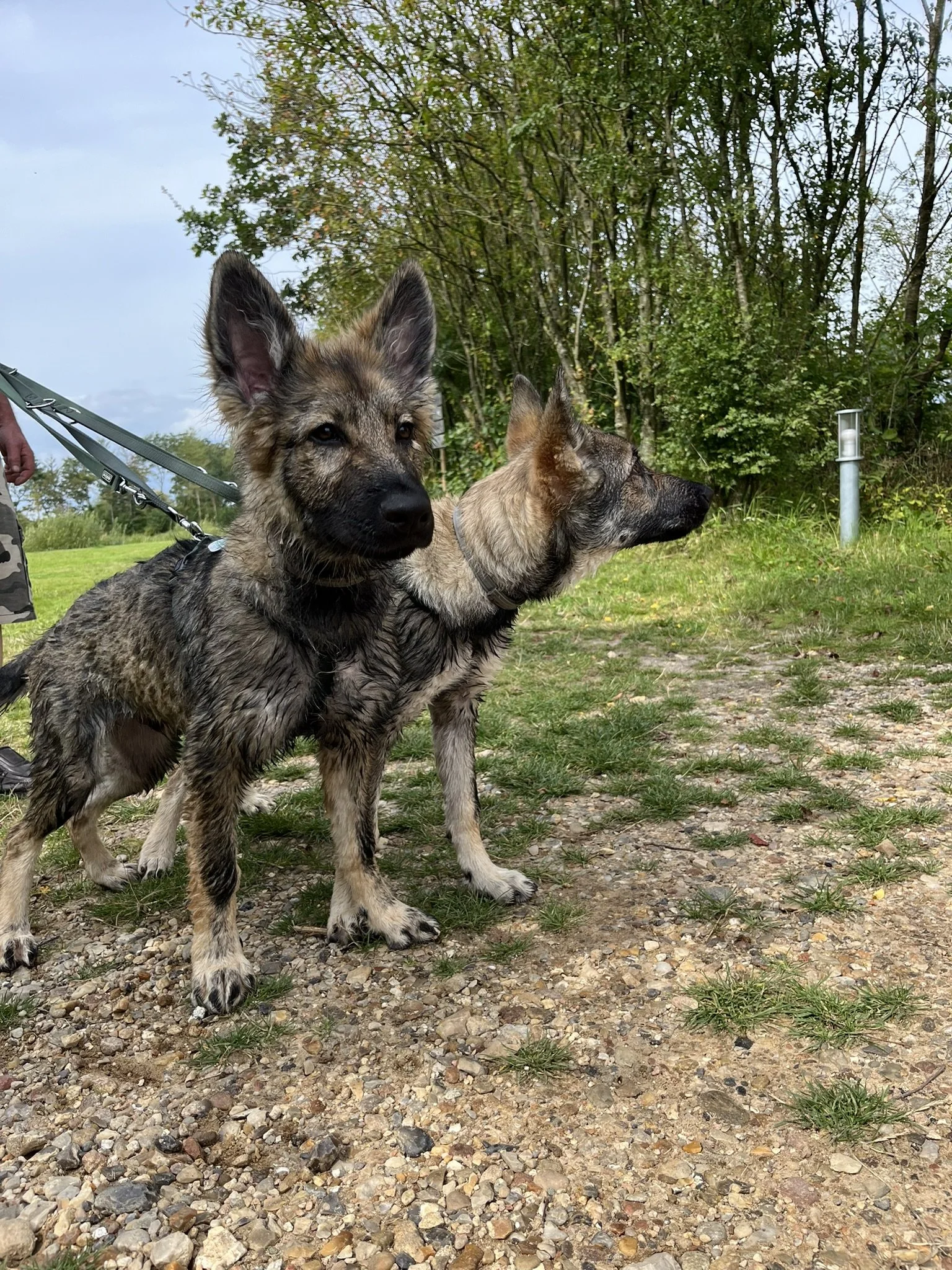 Camping mit Hund am See - Hygge Lake Camping in Ribe, Dänemark