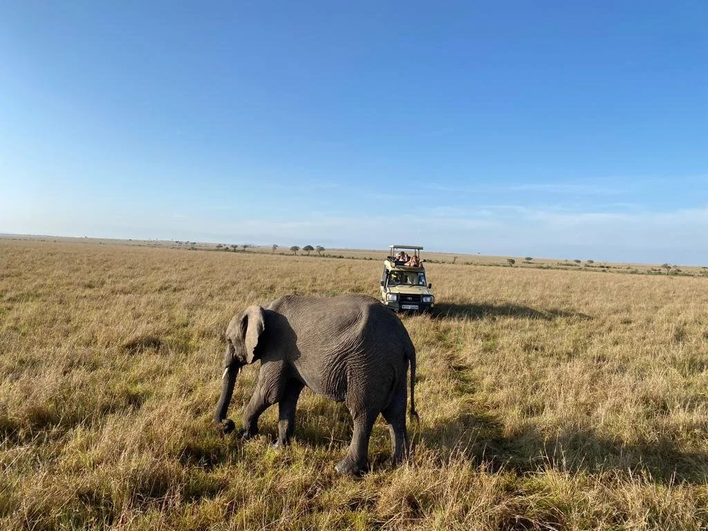 Game Drive in the Masai Mara with Designer Safari