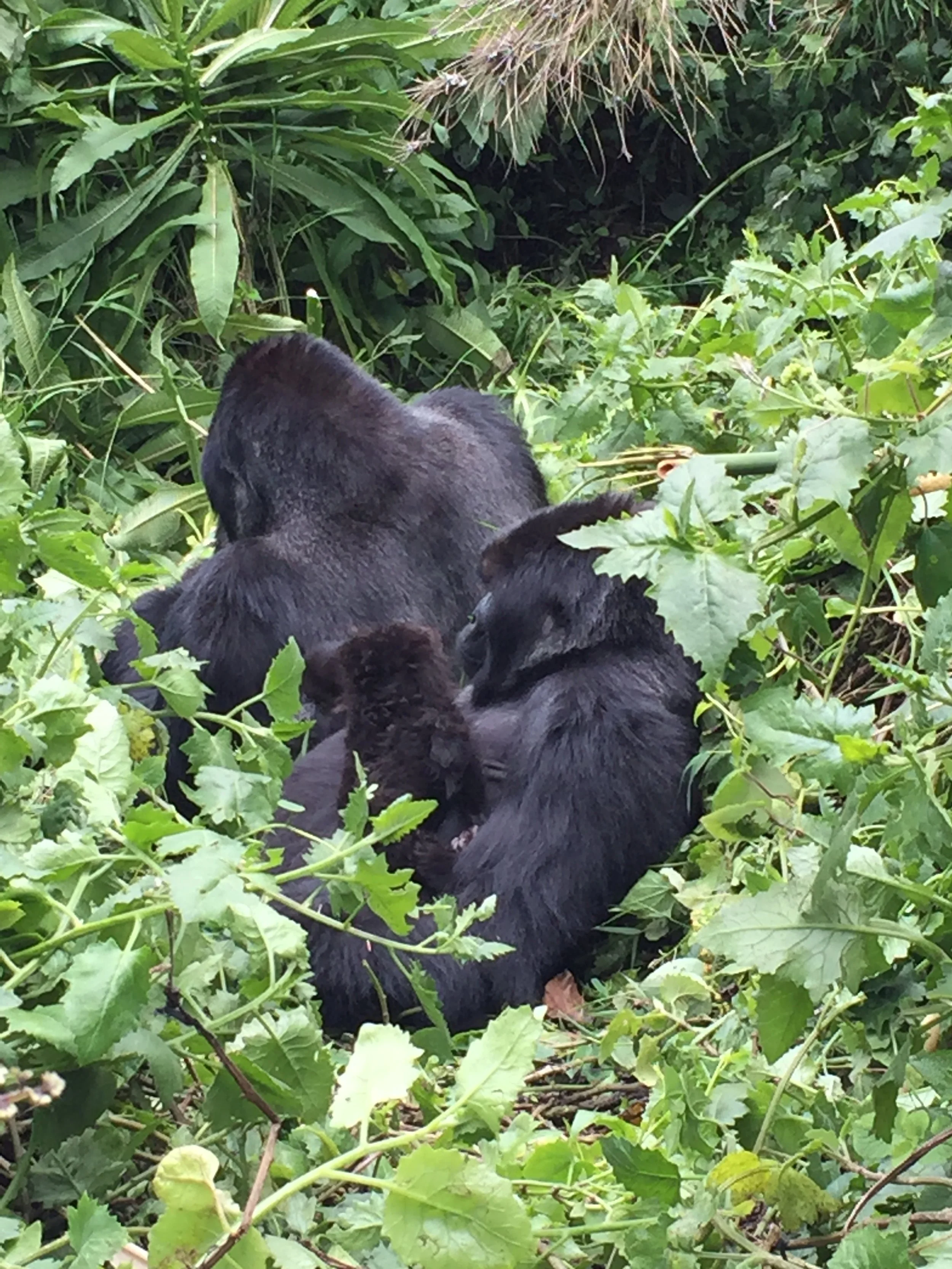 The Gorillas