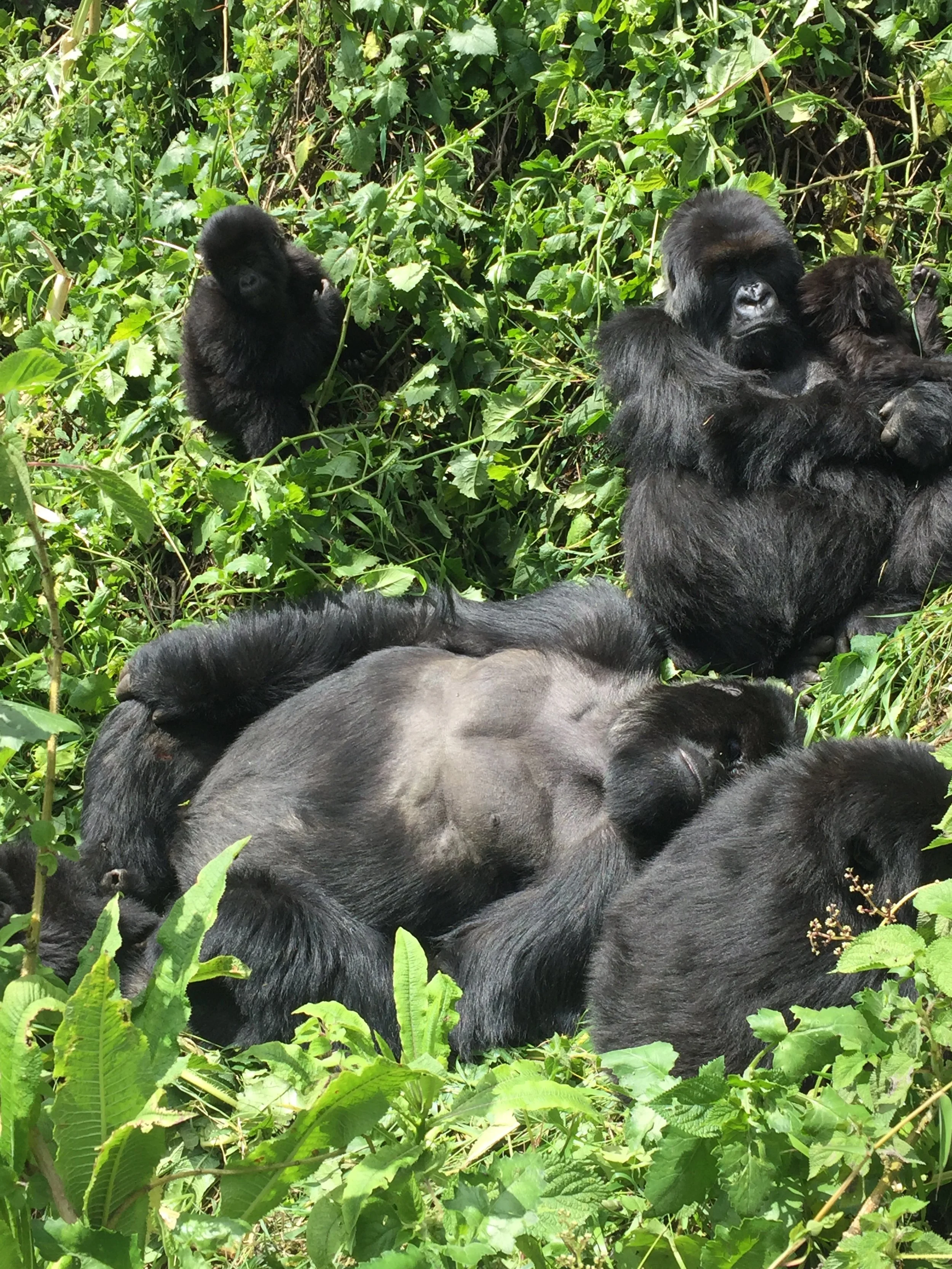 The Gorillas