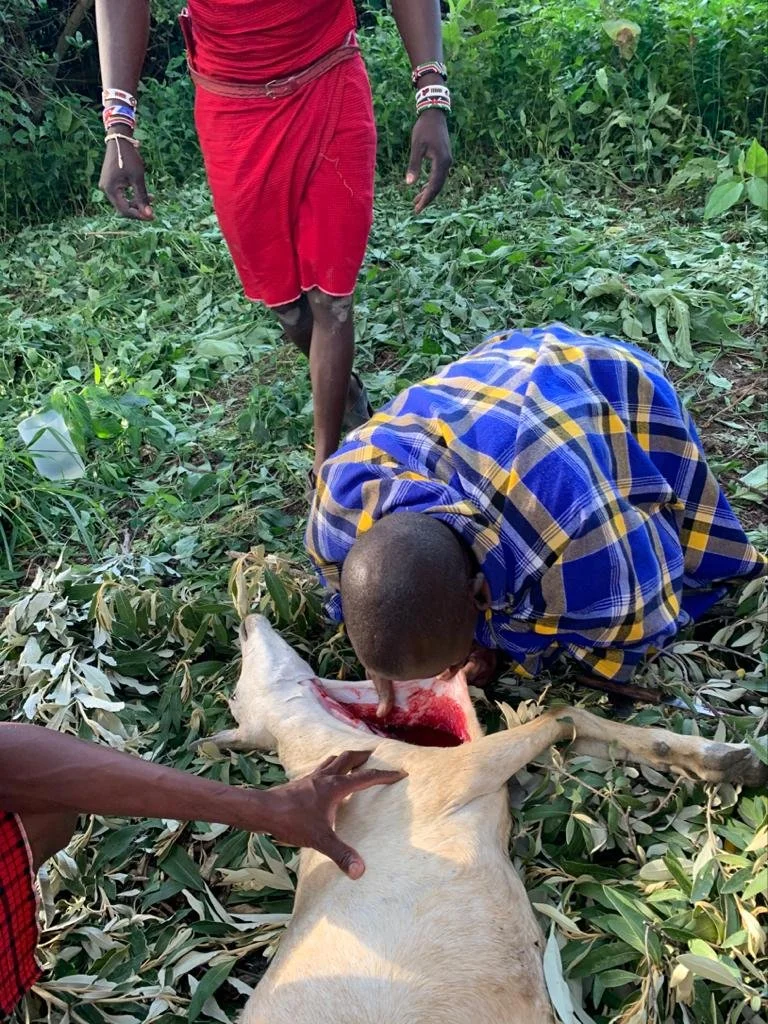 Masai Drinking Blood