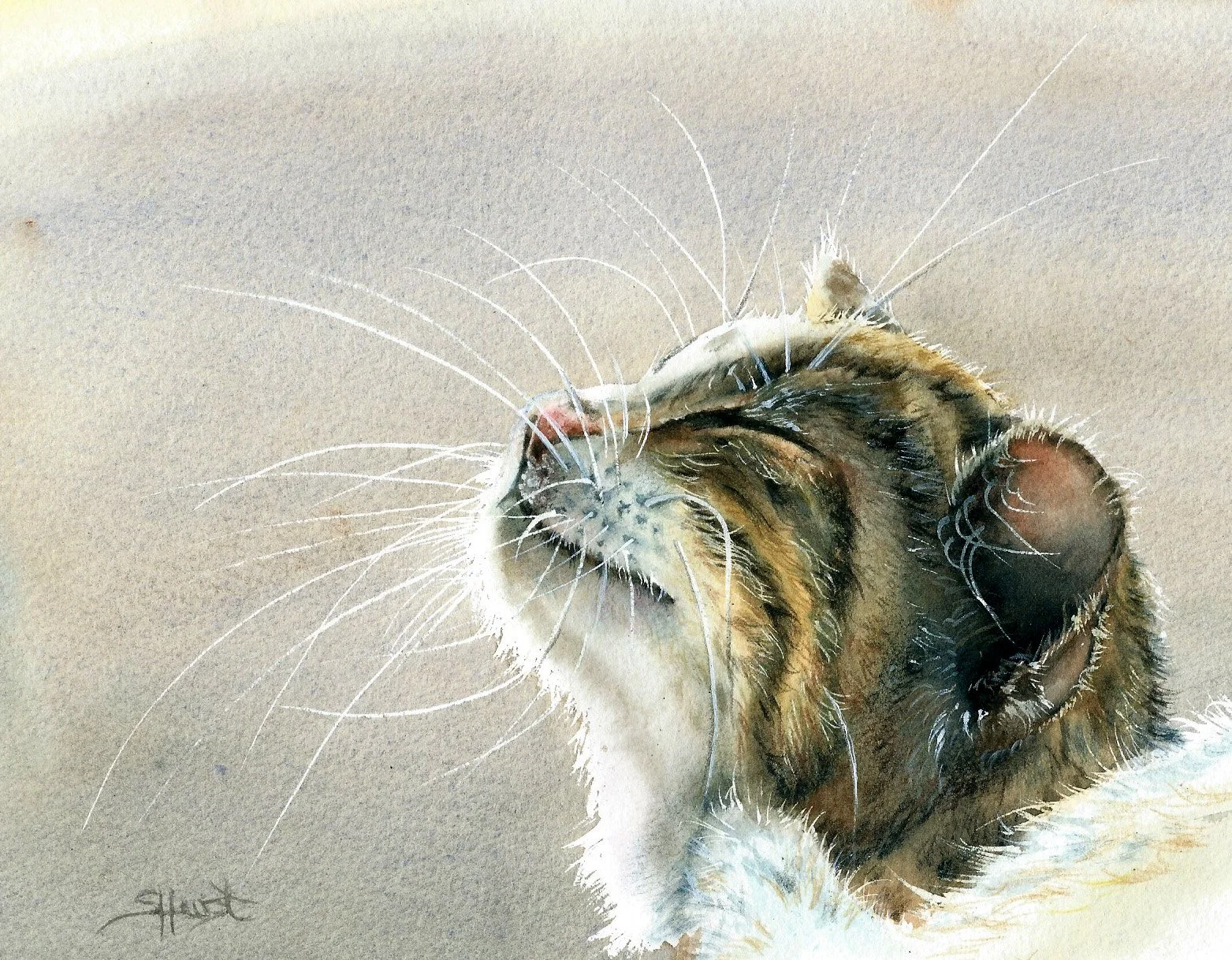 Purring in the Sunshine