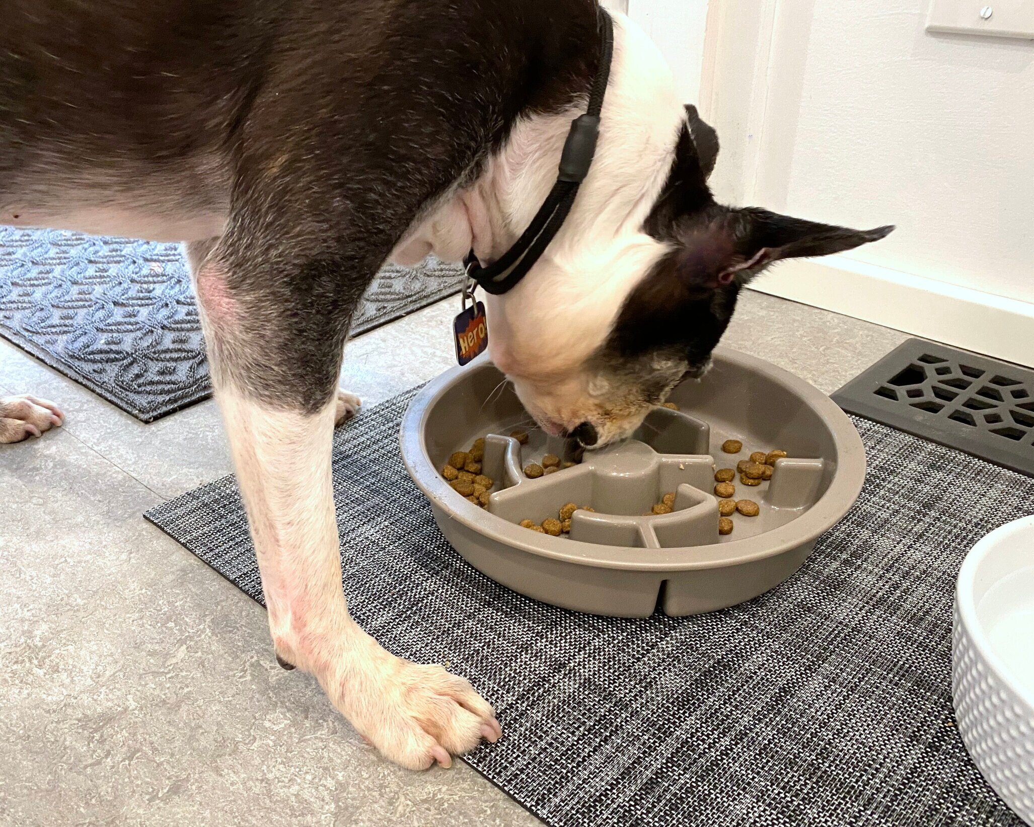 Boston terrier cheap food bowl