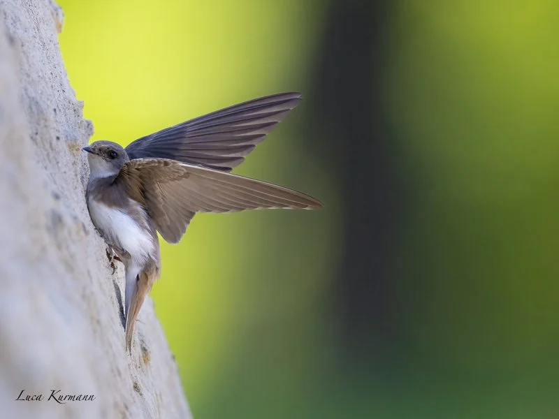 _N4A7187-DeNoiseAI-standard (1).jpg