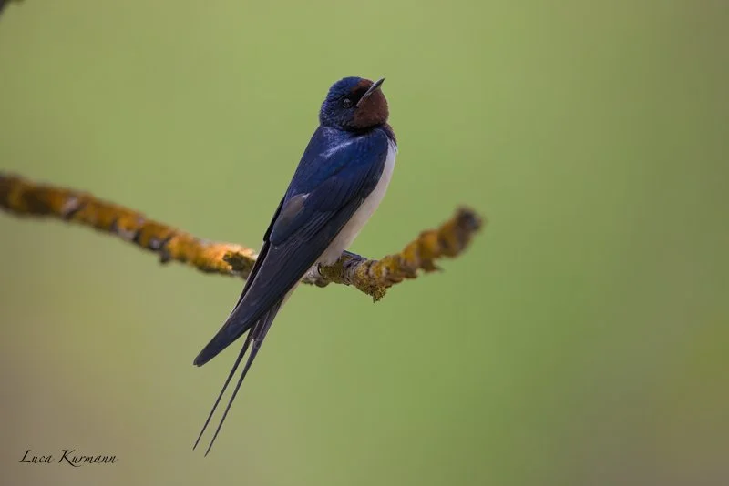  Swallow 1 DeNoiseAI-standard.jpg