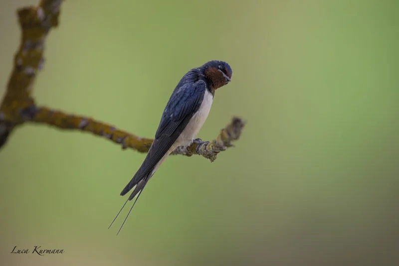 swallow 2 DeNoiseAI-standard.jpg