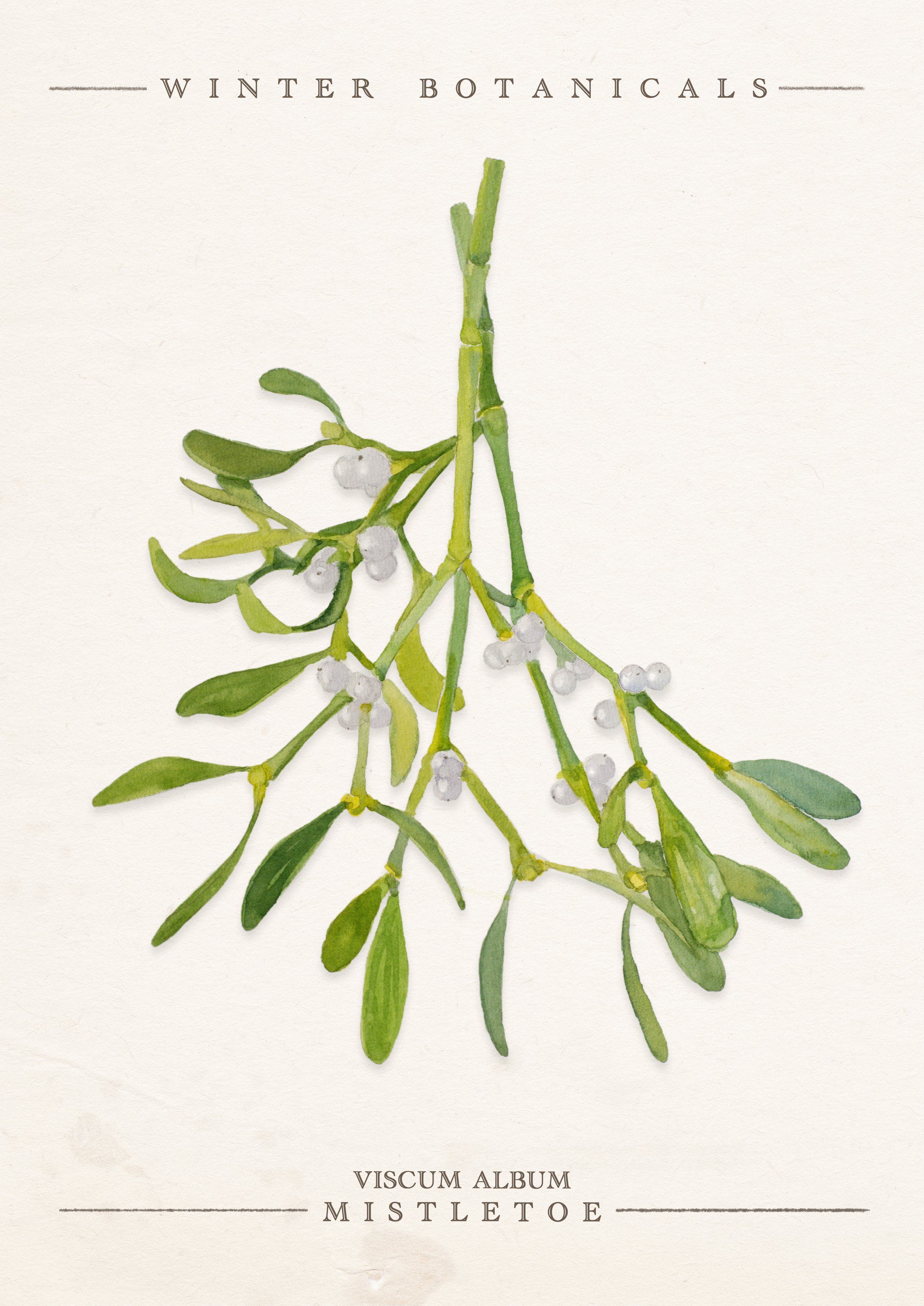 mistletoe.jpg