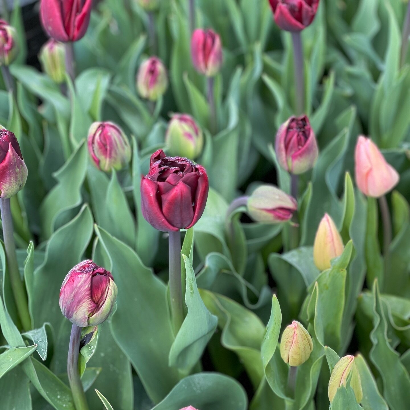 This welcome warm weather is bringing out all our Tulips which means we are going to do a huge pick tomorrow morning. The big double blooms like this beautiful Palmyra, are on their way! 

If you live in Buckinghamshire near Bledlow Ridge, please com