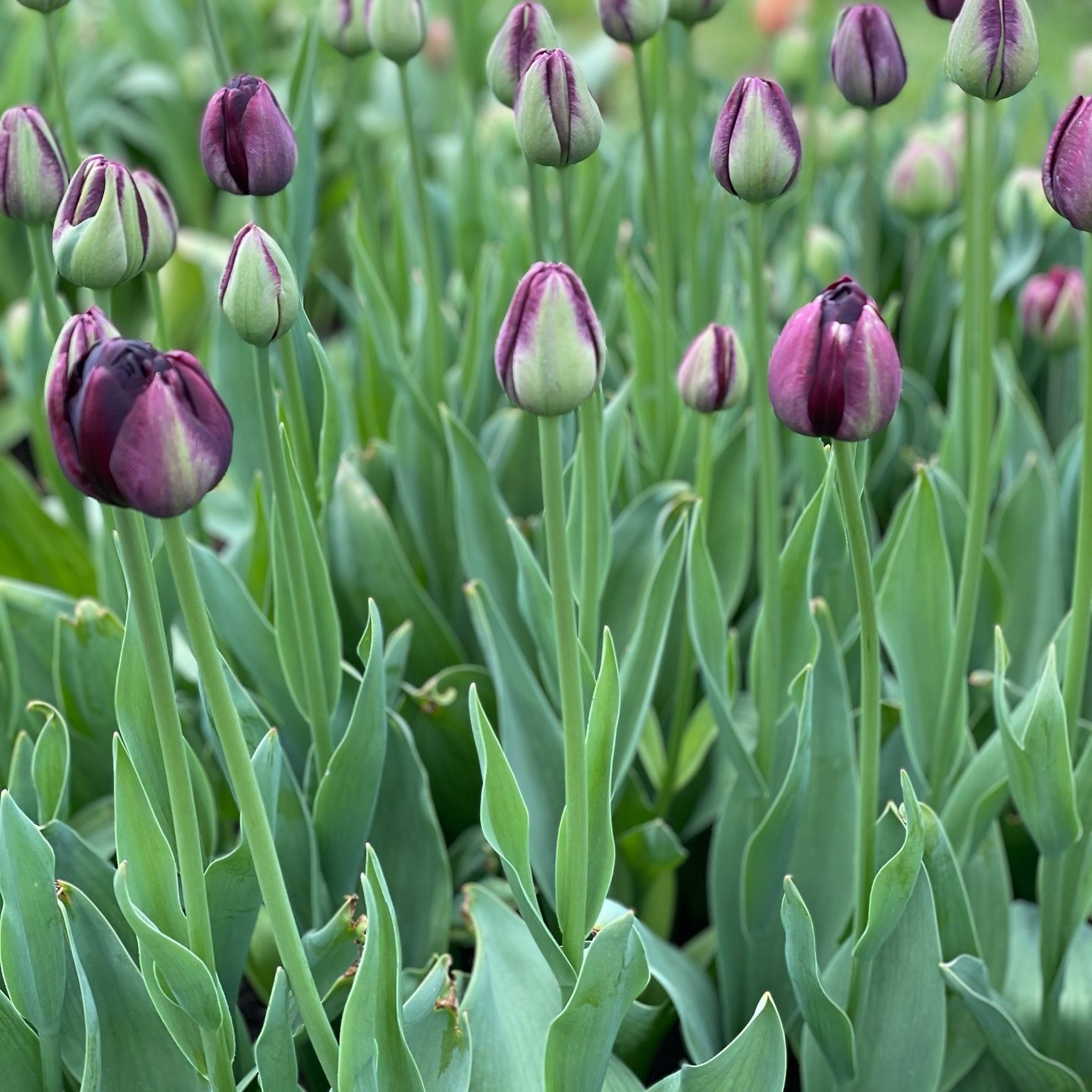 Tulip Black Hero. Just budding up and ready to pick for our Friday orders. Quite a few other varieties available too!  Please get in touch if you would like to be included in our orders this week. We are doing deliveries to Bledlow Ridge, Radnage and