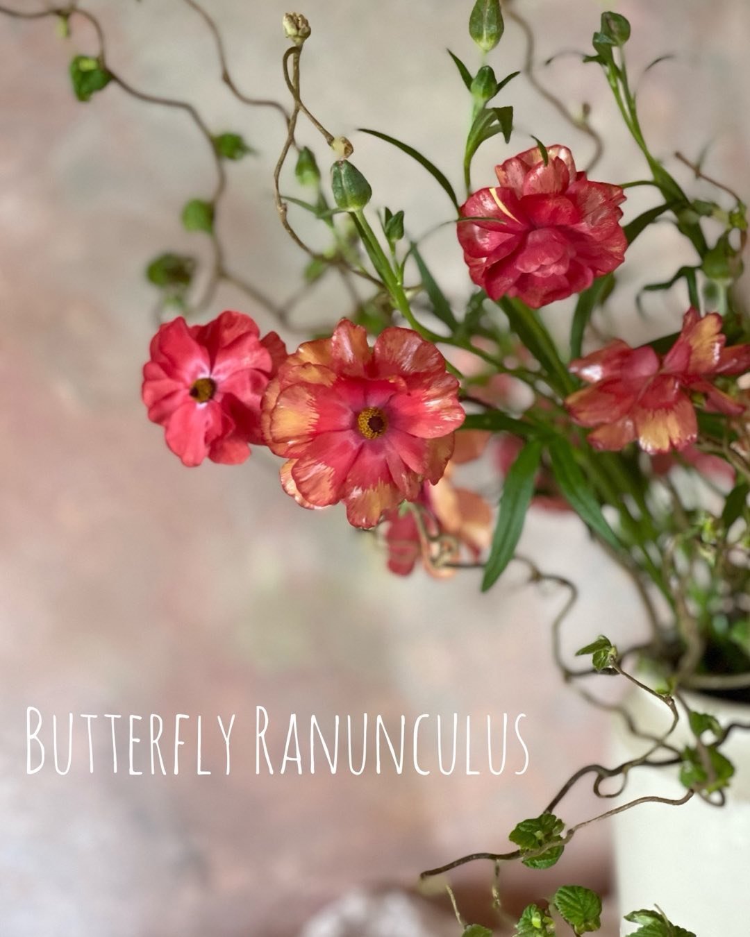 Butterfly Ranunculus. I&rsquo;ve never grown these beautiful varieties before but after discovering them on my recent workshop, I think I am hooked. They come in all sorts of colours so hopefully I may have a few to sell in 2025!

Beautiful, seasonal
