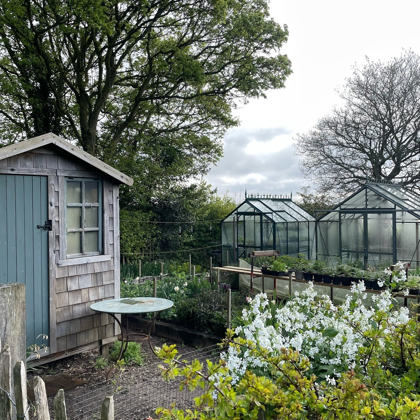 This is a photo of our plant nursery area in the flower farm. We have been incredibly busy potting on, seed sowing and planting out. I am so looking forward to getting all my home grown seedlings into the ground this week. This year the weather is ca