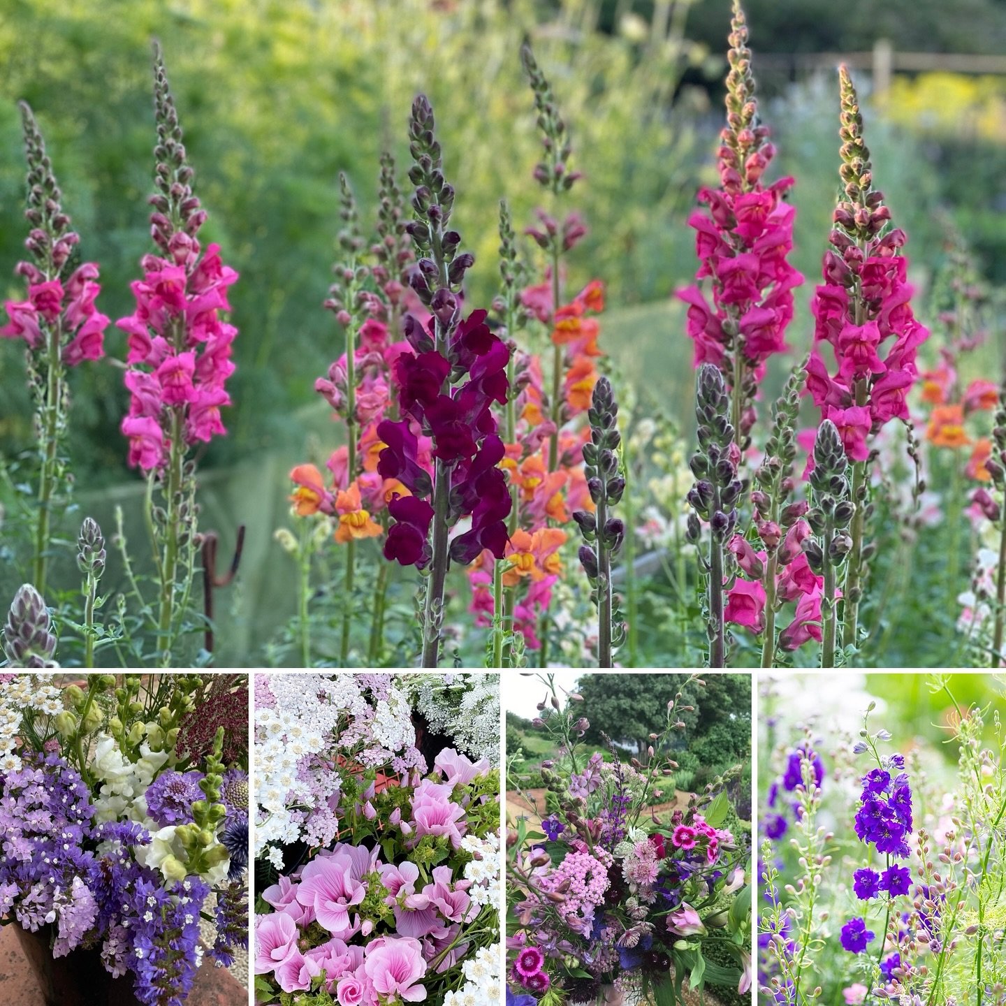 Hand tie Bouquet Workshop, Saturday 5th July 10am-1pm. 

We are very excited to welcome Victoria from @greenfoxflowers here at Chiltern Sky Flowers for a creative morning immersed in seasonal flowers. Learn how to create a romantic hand tie bouquet u
