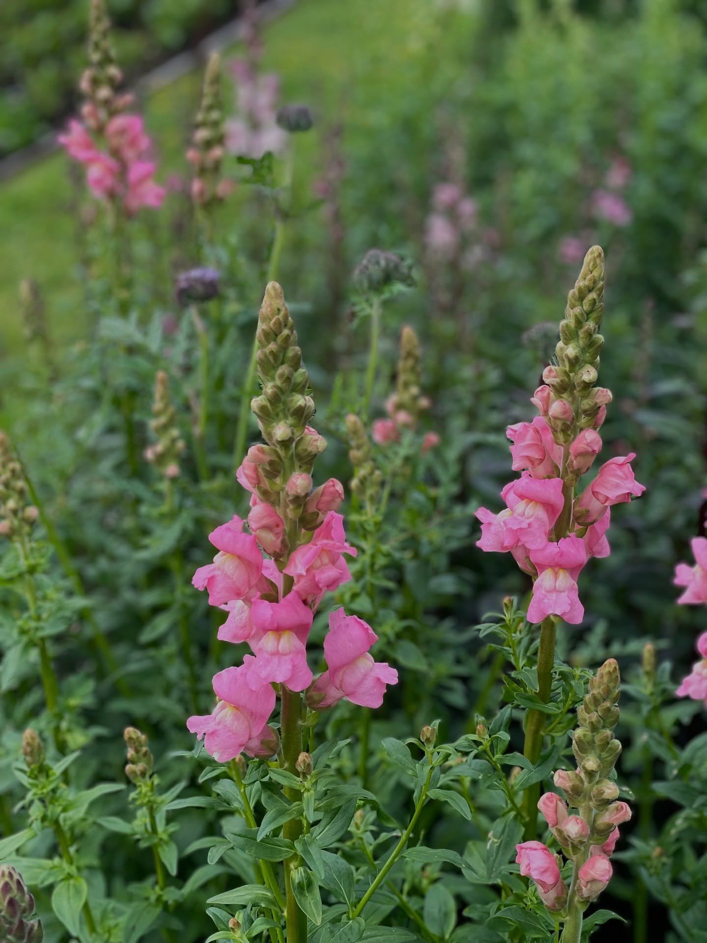 What are you picking this week?  These are a few of our Autumn sown Antirrhinum which we will be picking for some @sustainablechurchflowers this weekend. A big shout out to all the local flower ladies who support #britishgrownflowers for their parish