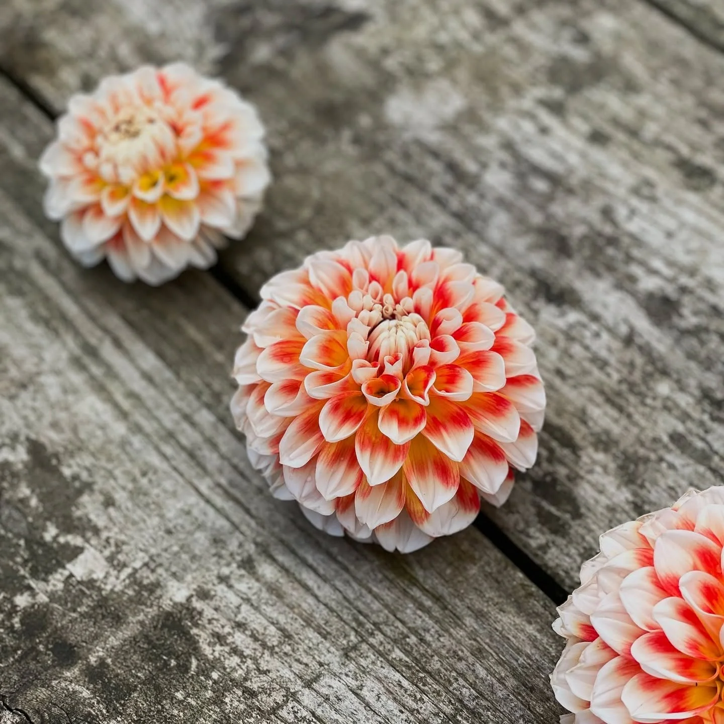 Dahlias are a bit weird aren&rsquo;t they? 

Today is the last day of August and I&rsquo;m just reflecting on how quickly our summer has flown by. 

Thank you so much to everyone who has supported us over the past few weeks and months. For buying our