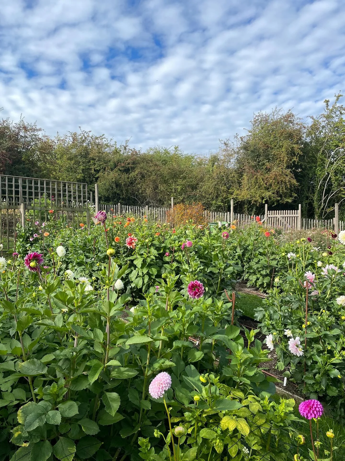 A photo of the dahlias in the flower farm. Beautiful blue skies but a definite chill in the air. 🥶

We are working hard behind the scenes getting ready for sadly our last workshop of 2025 this coming Saturday. It&rsquo;s been so much fun collaborati