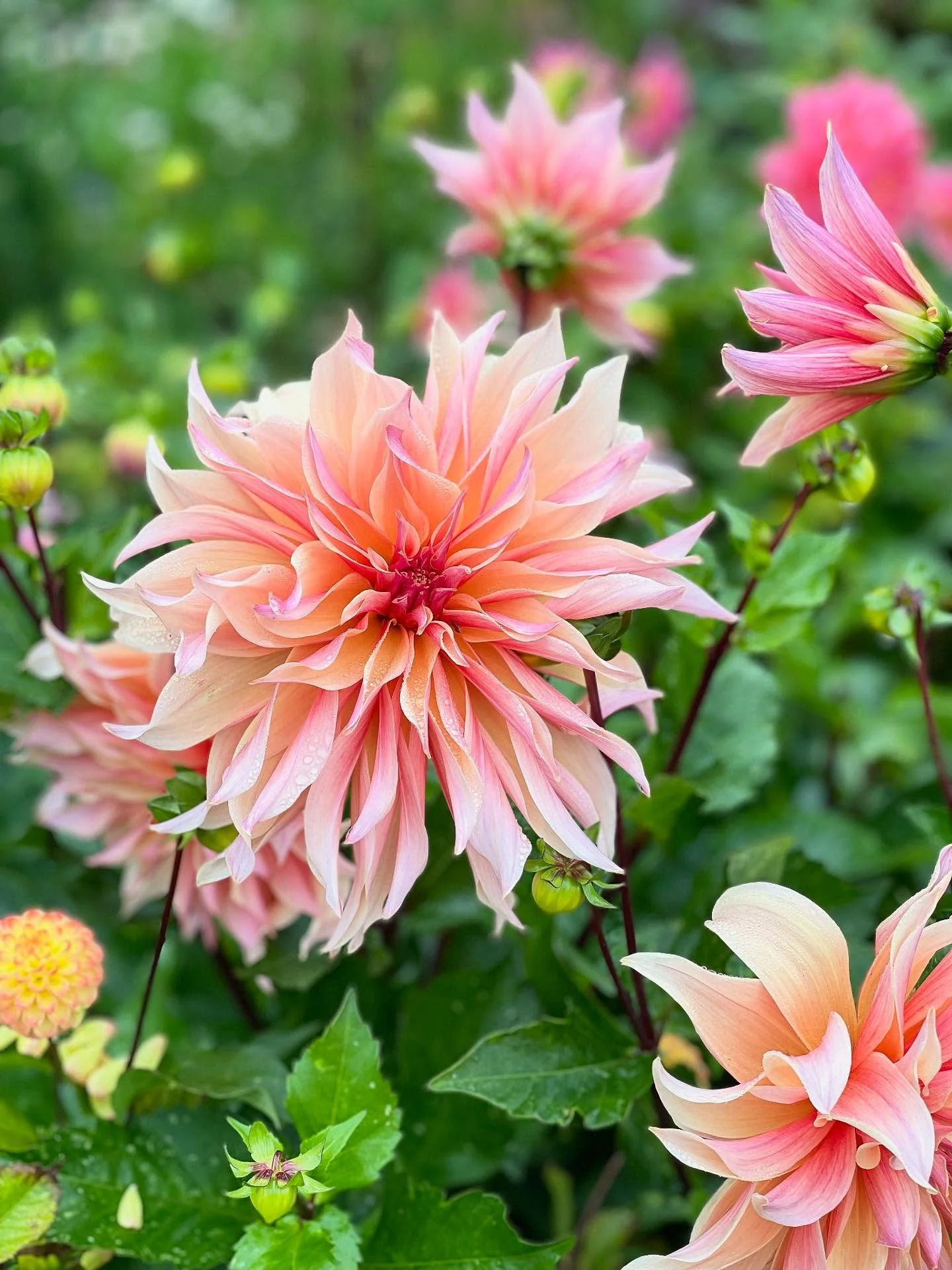 Dahlia Labyrinth. She&rsquo;s a keeper&hellip; 

#cuttinggarden #growyourownflowers #cutflowers #dahlialove