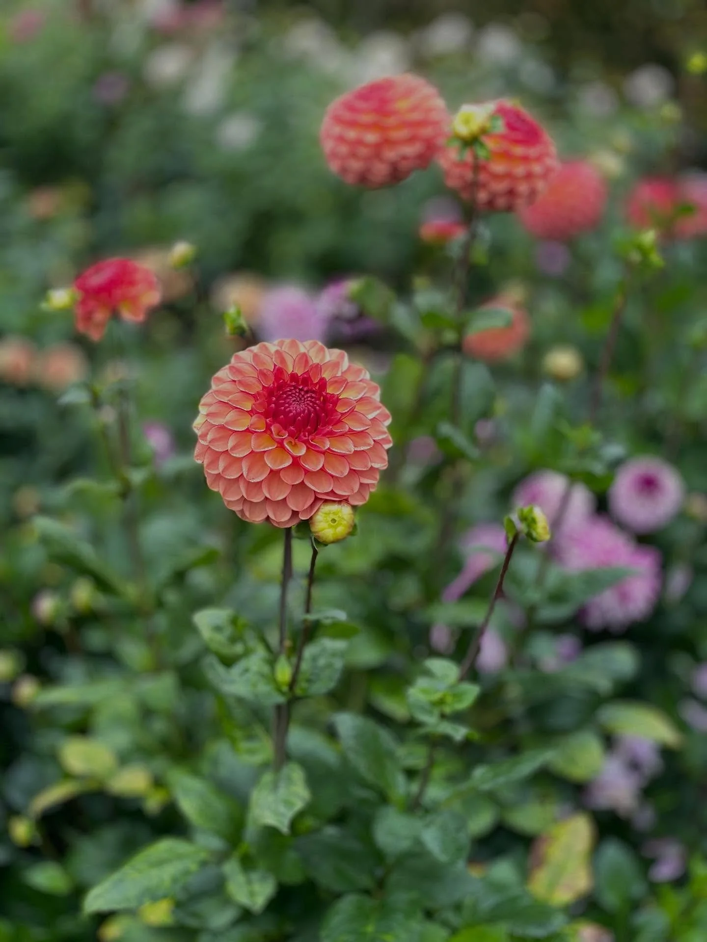 Still picking a few pre ordered buckets of flowers for Weddings this weekend and next week. Our flowers are definitely slowing down now with a frost forecast for Saturday evening. We have a lovely Flower Subscription order for Halloween, our last ord