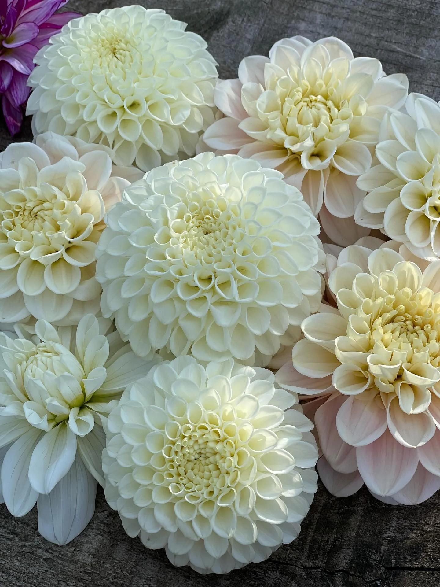 The beauty of Dahlias. You definitely can&rsquo;t have too many pastels in your cutting garden. I&rsquo;d love all your recommendations please? 

#dahlialove #cuttinggarden #cutflowers #floralbeauty