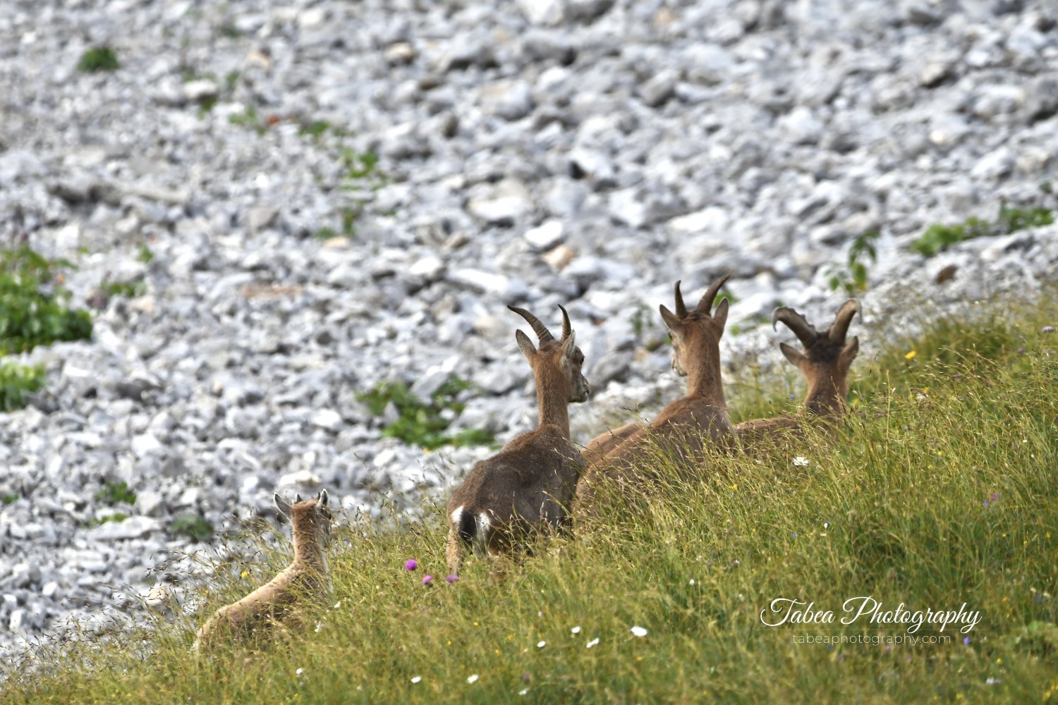 DSC_2537 Wasserzeichen.jpg
