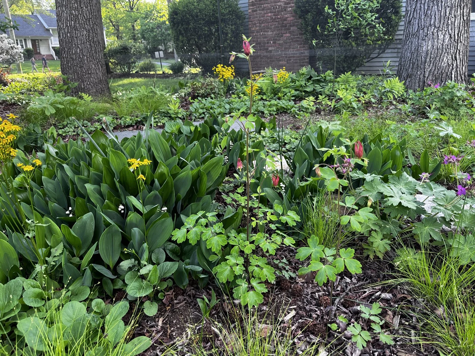 woodland edge 20220517 01.jpg