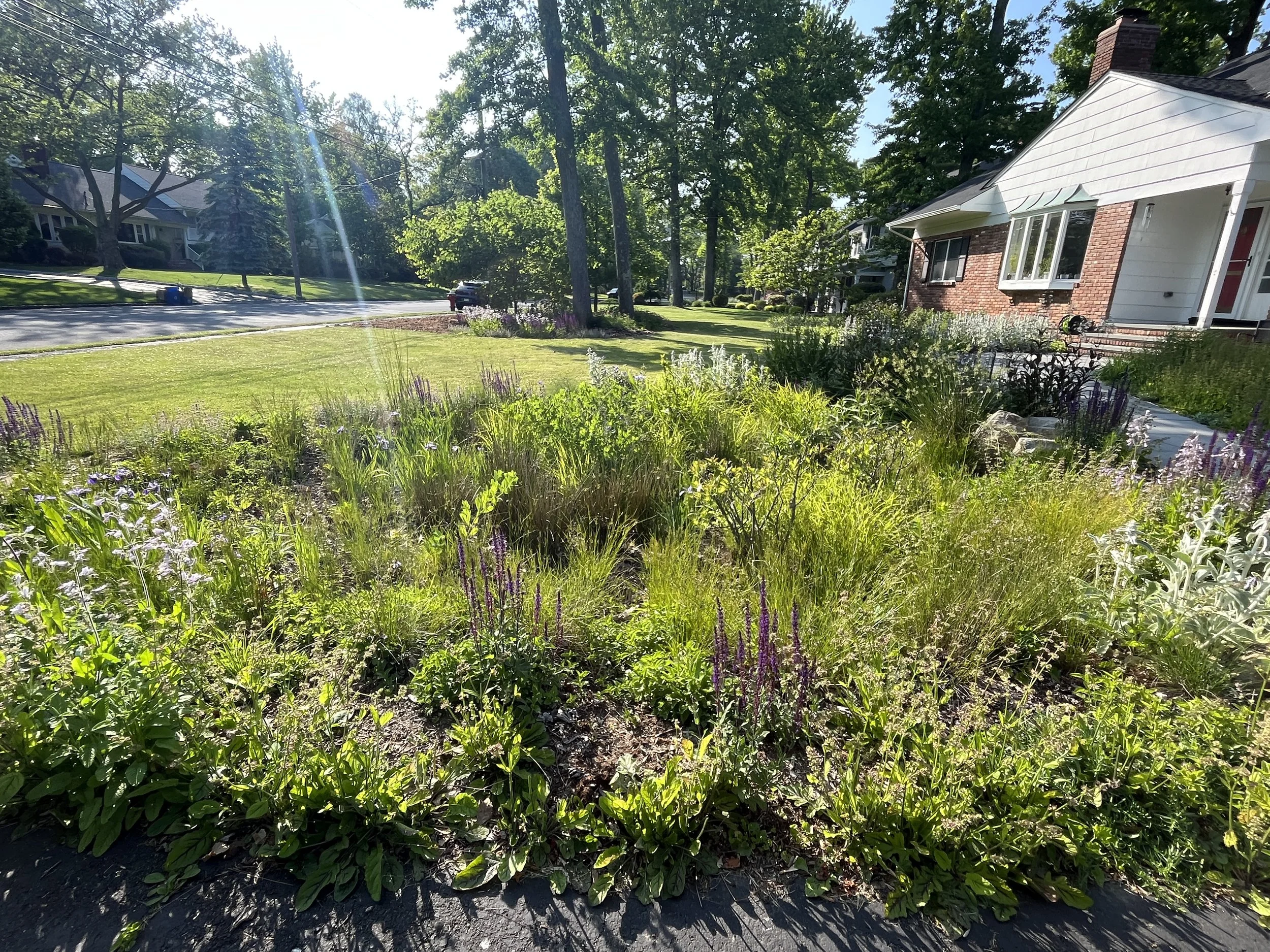 rain garden
