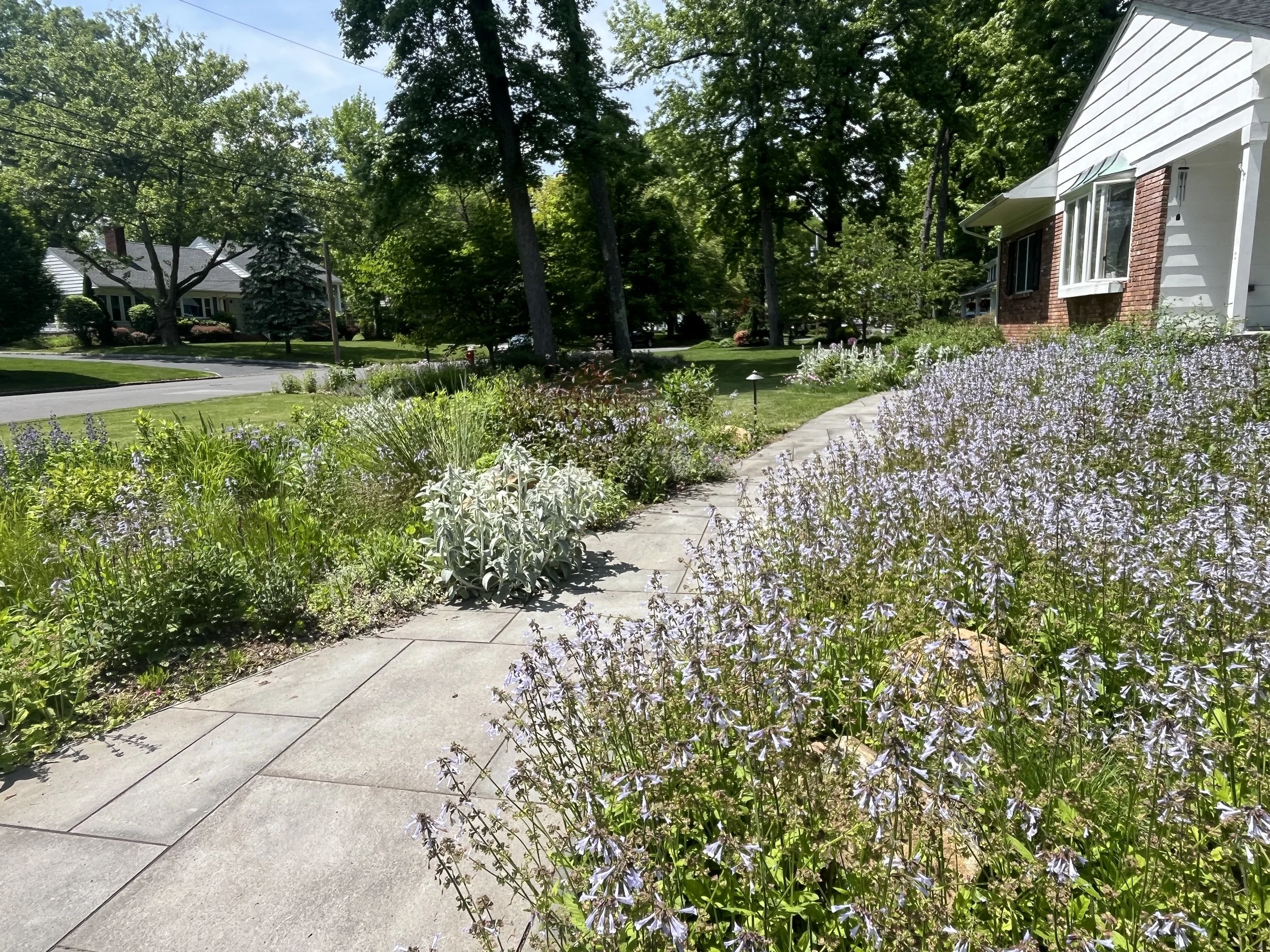 front yard in full sun