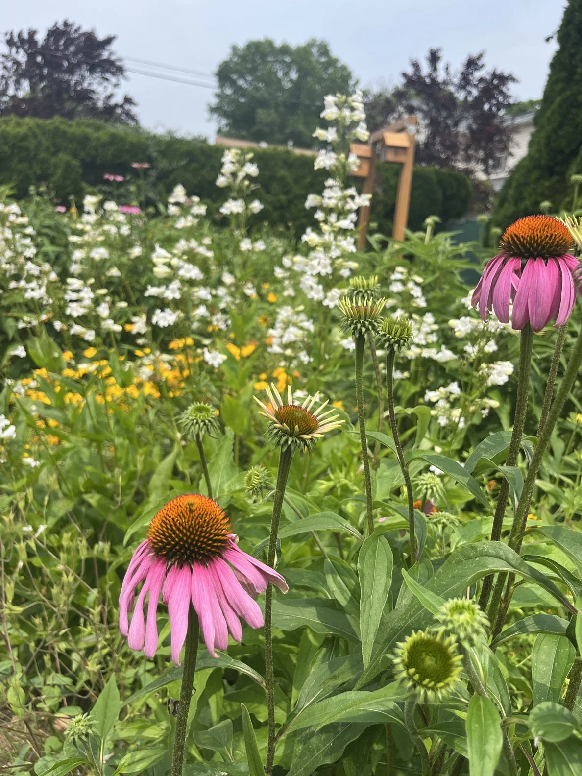 suburban mini meadow