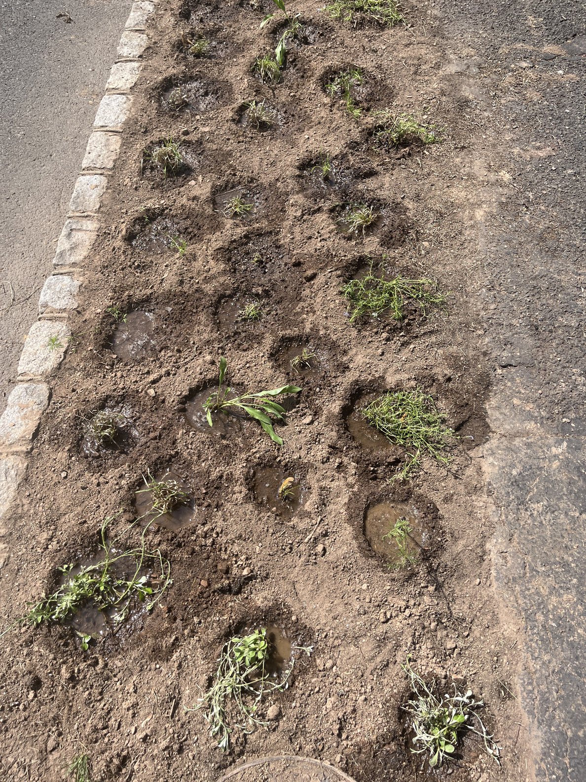 hell strip 250511 (5).jpg