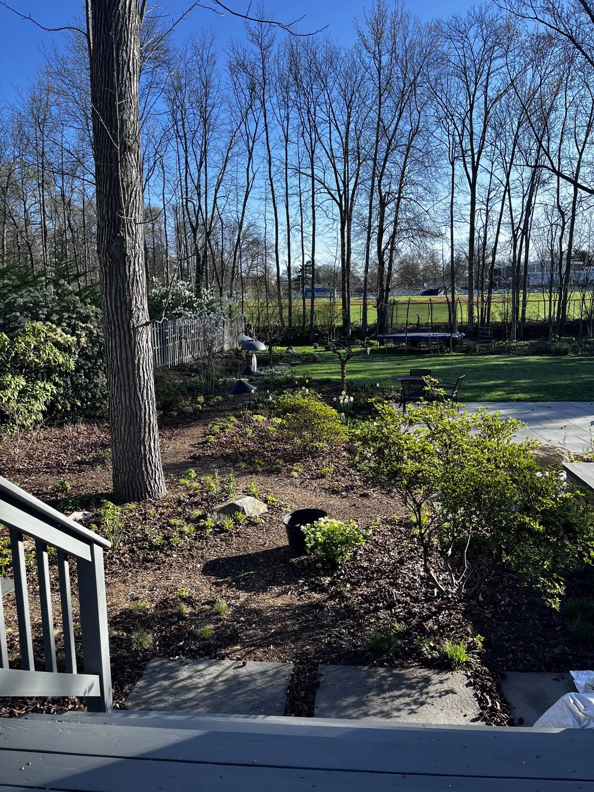 woodland edge 20220415.jpg