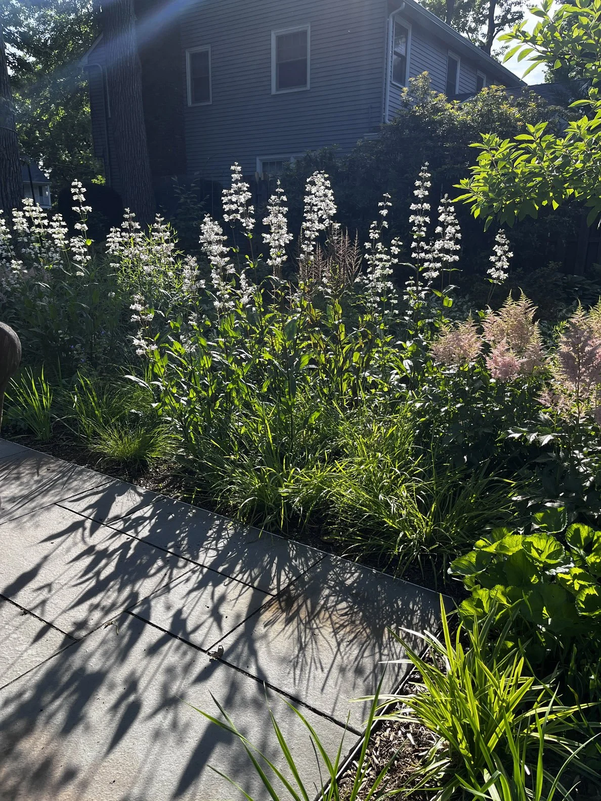 woodland edge 20220622 02.jpg