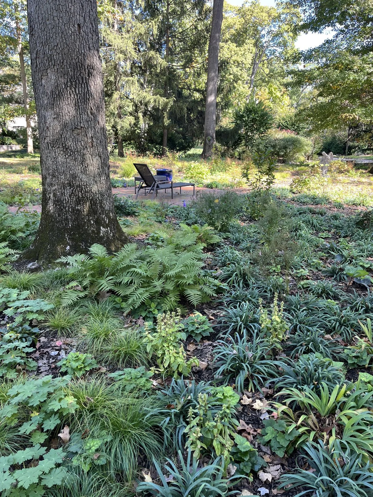 from lawn to woodland