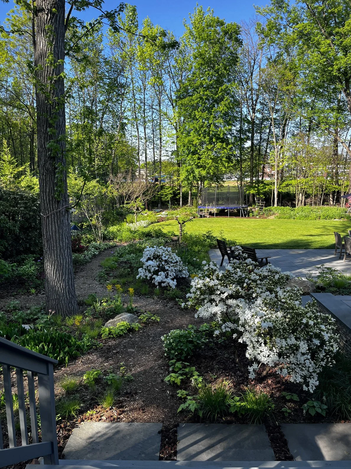 woodland edge 20220512 01.jpg