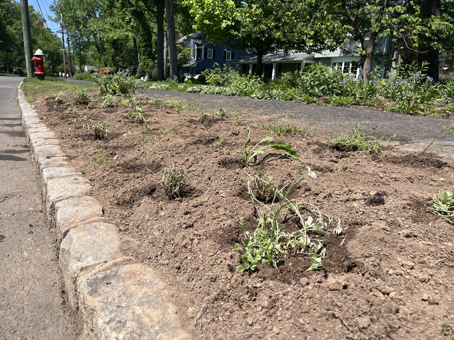 hell strip 250511 (4).jpg