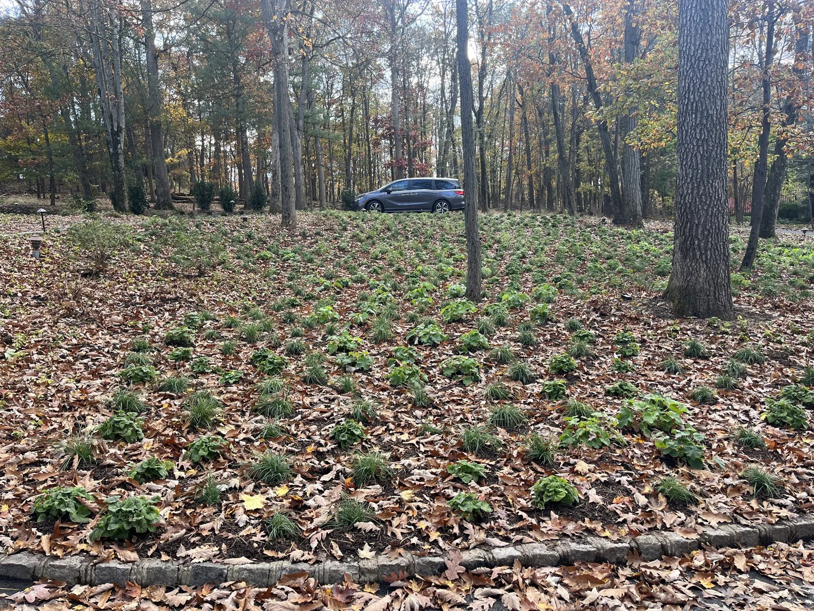 right after planting