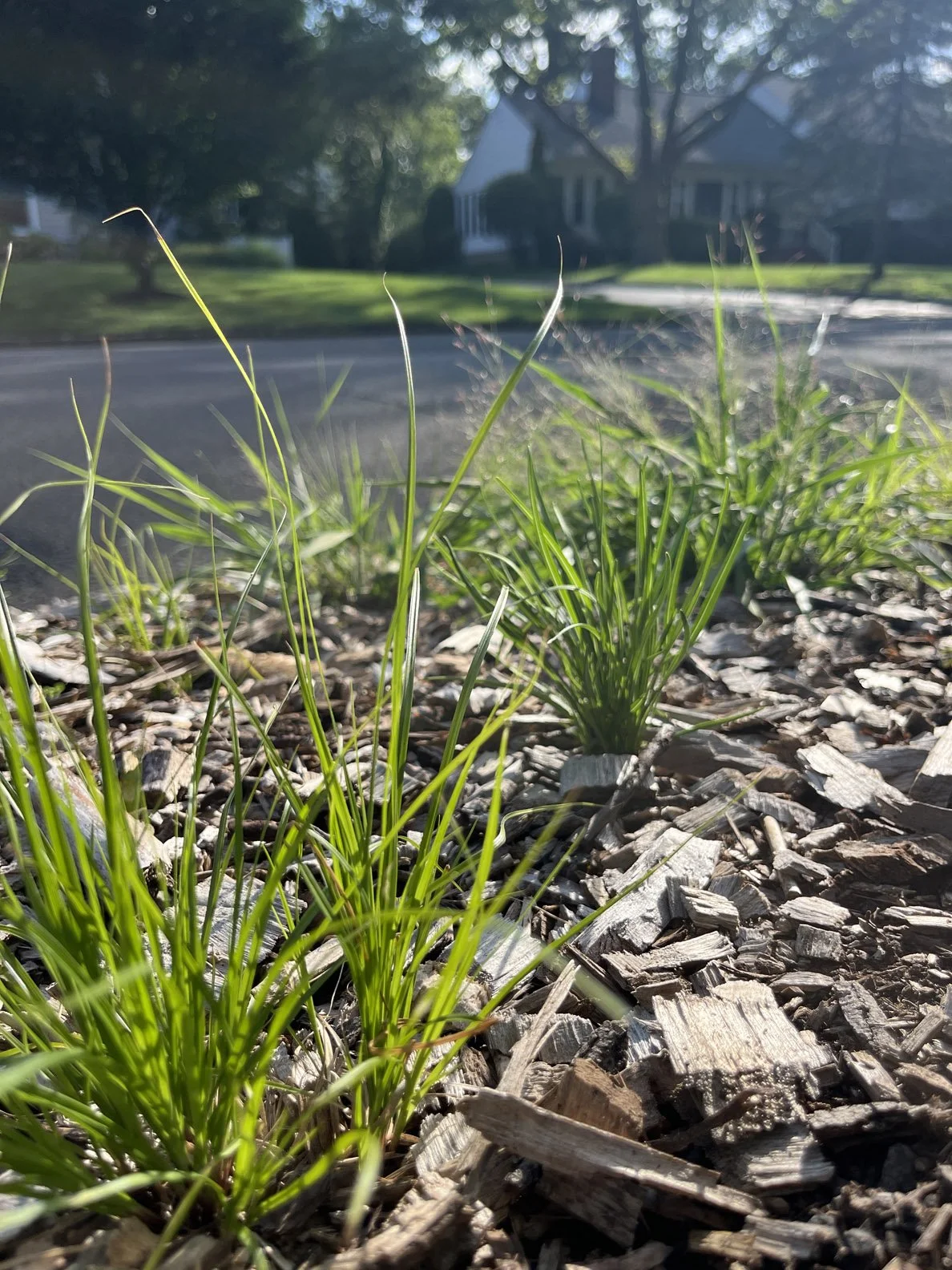 hell strip 250709 (2).jpg