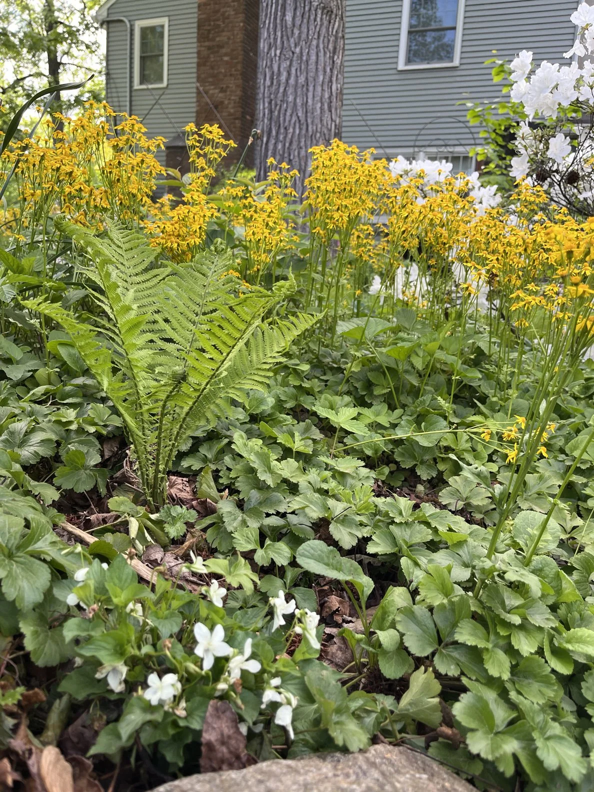 woodland edge 20240511 (2).jpg