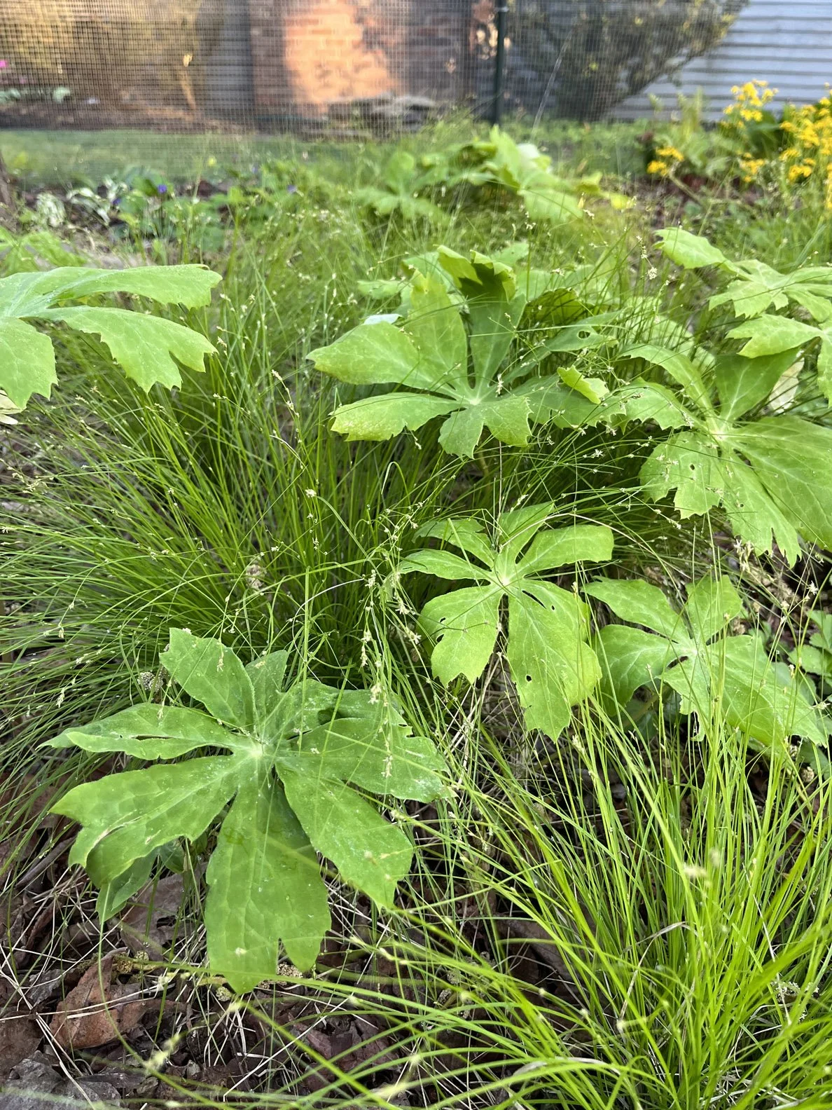 woodland edge 20230505 (3).jpg