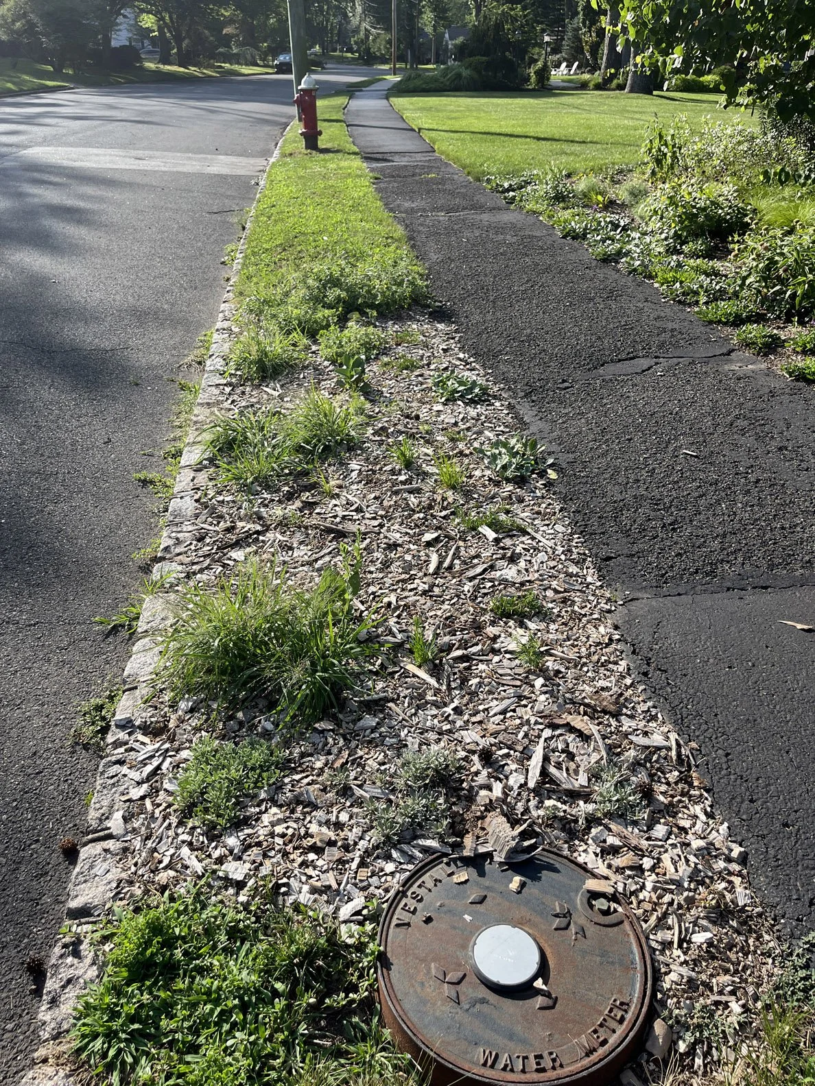 hell strip 250709 (1).jpg