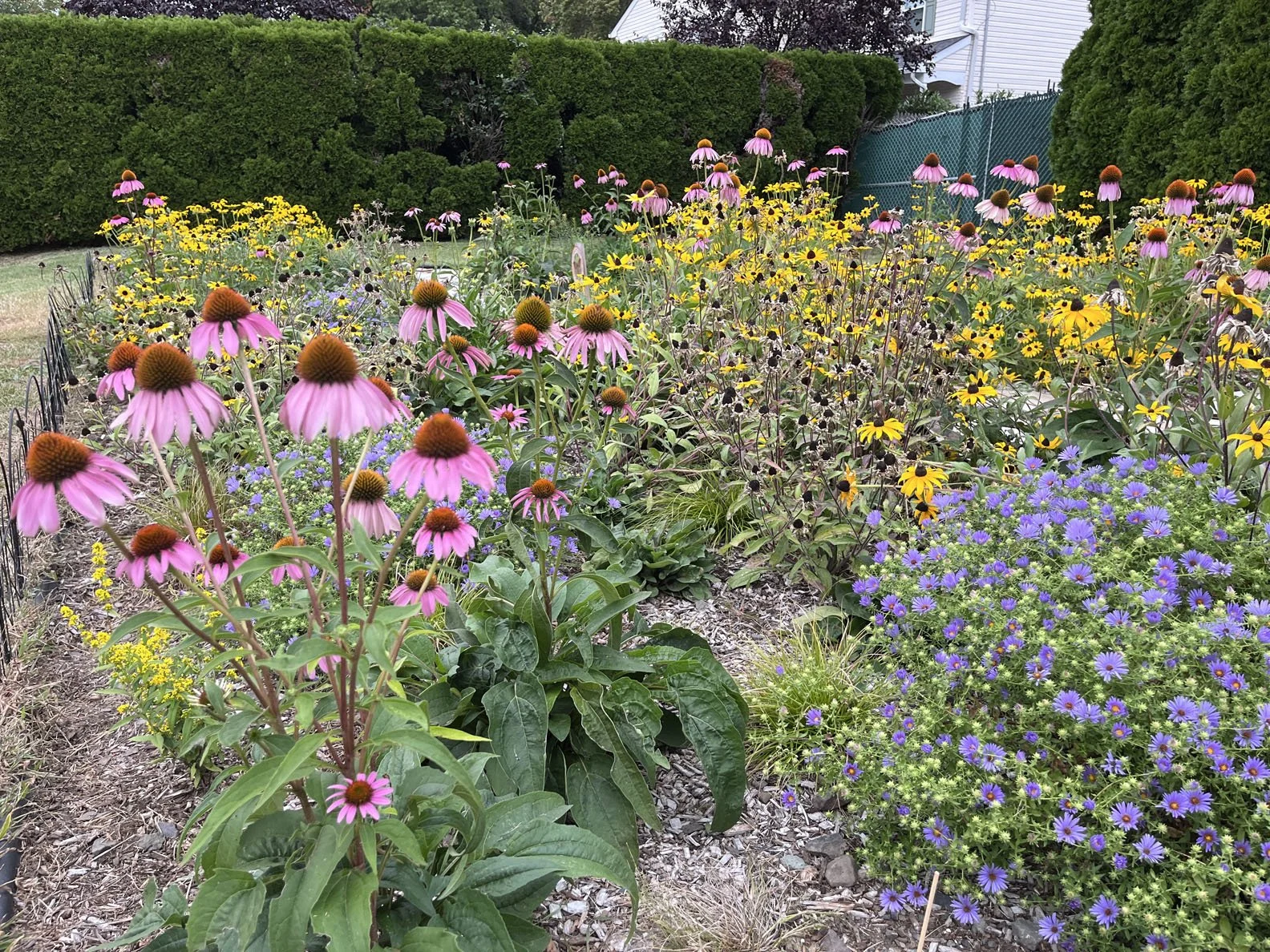 suburban mini meadow