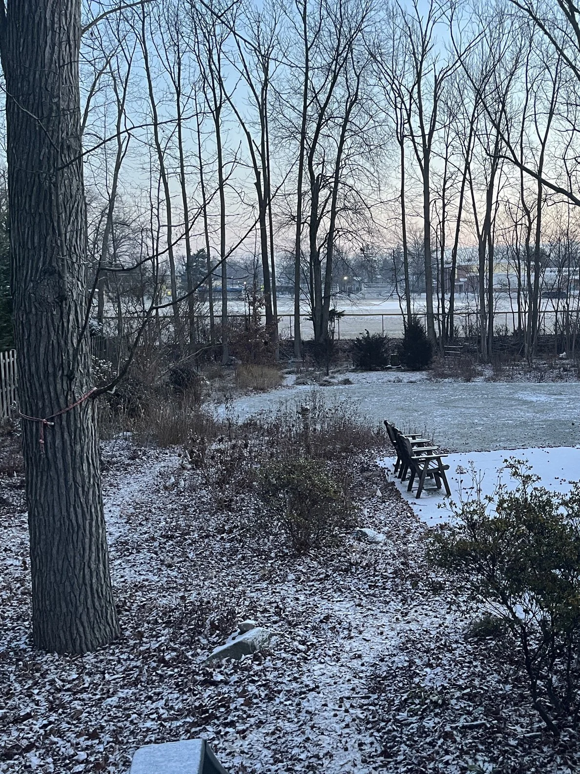 woodland edge 20250117 mod.jpg