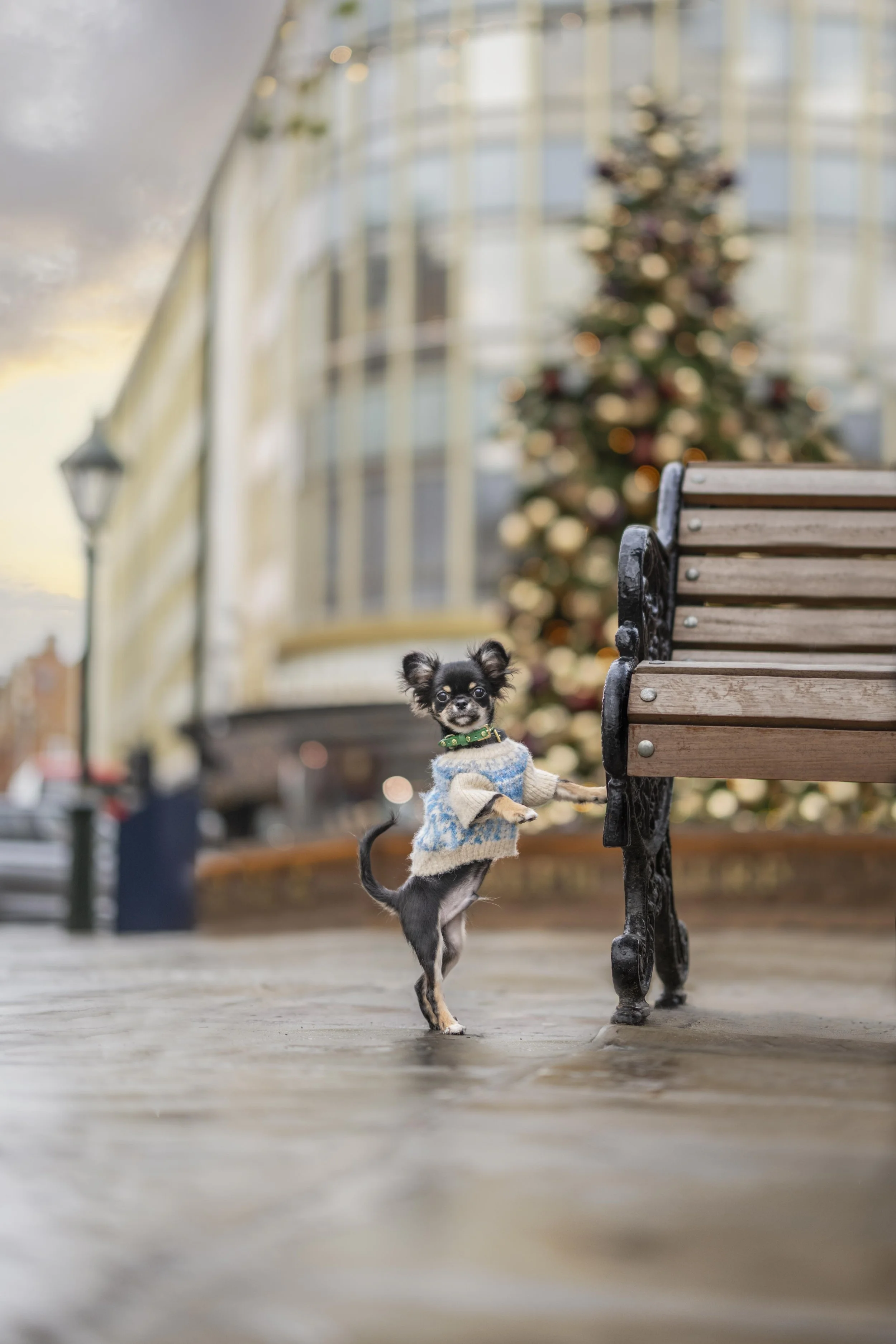 Papito, a Chihuahua puppy, standing on his hind legs in front of the Christmas tree outside Peter Jones at Duke of York Square, Chelsea, during a London Christmas dog photoshoot.