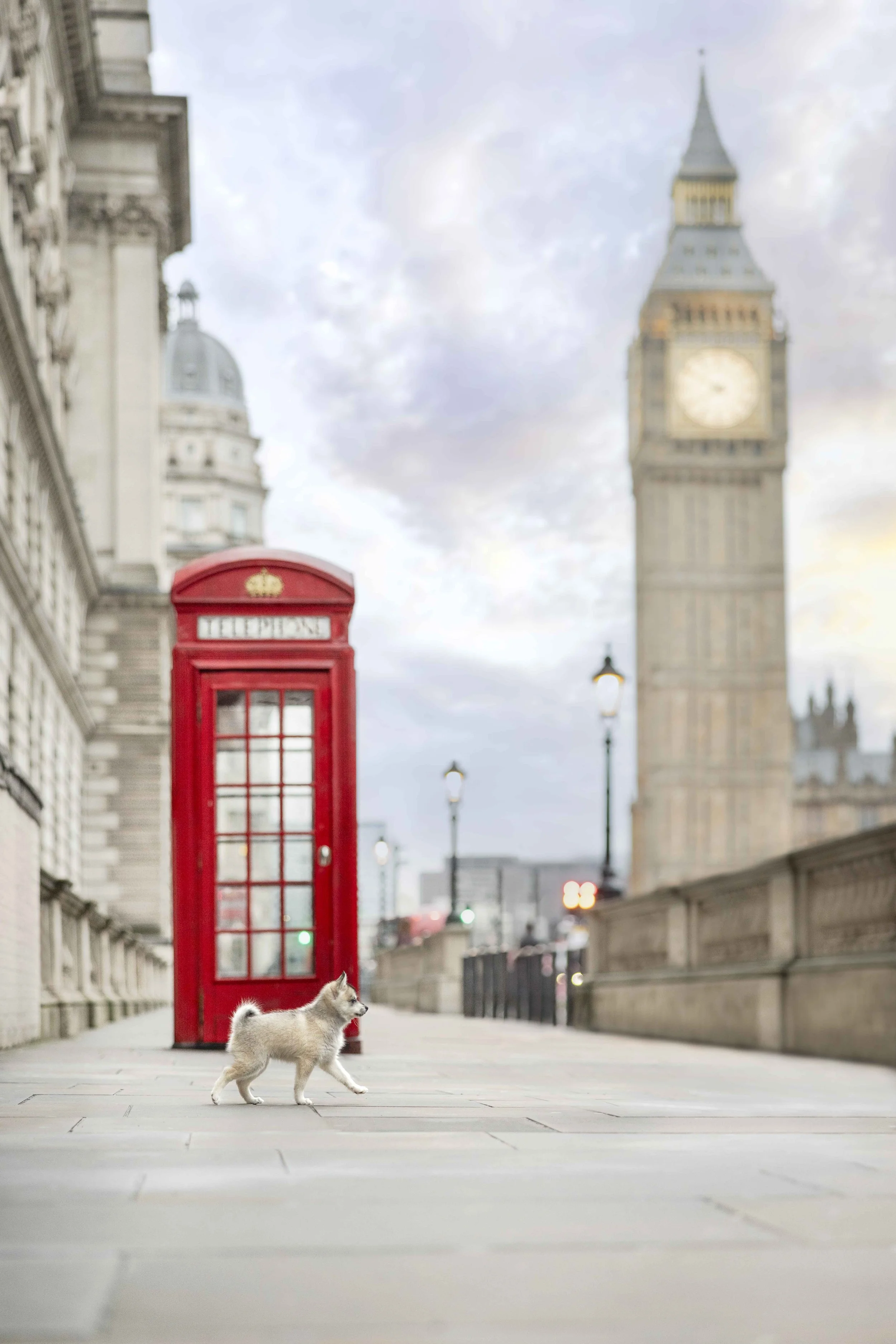 Alaskan Klee Kai puppy walking beside a red telephone box with Big Ben and the Houses of Parliament behind in Westminster, London.