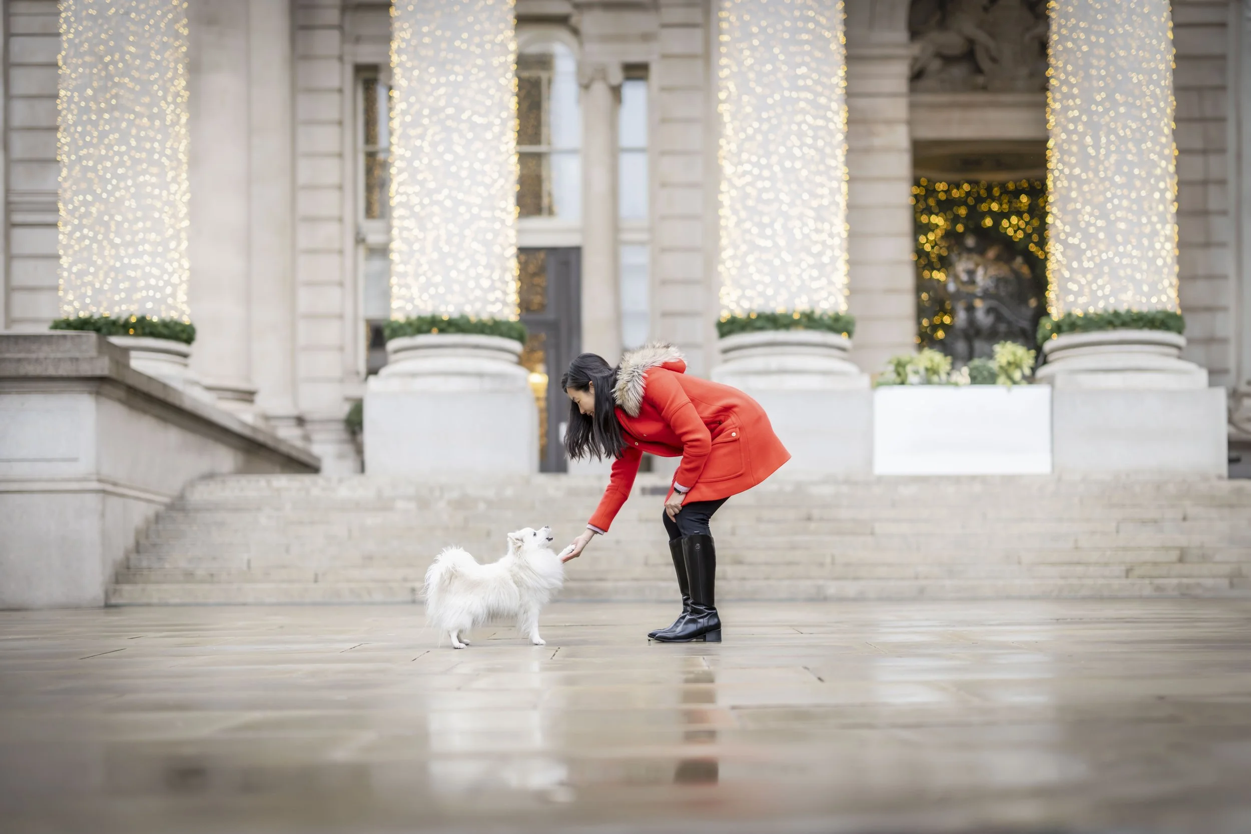 Christmas Dog Photoshoot London