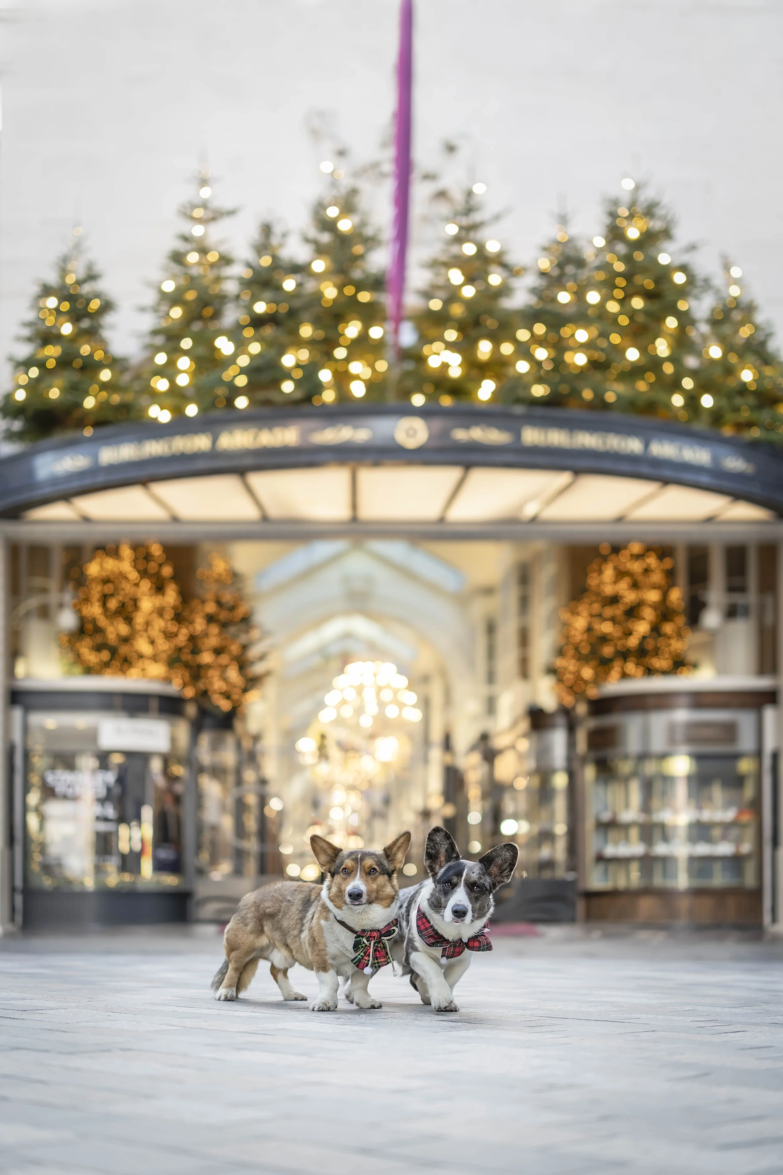 Pingo and Ruffus photographed together beneath the Christmas tree in Covent Garden during their private Christmas dog portrait session in London.