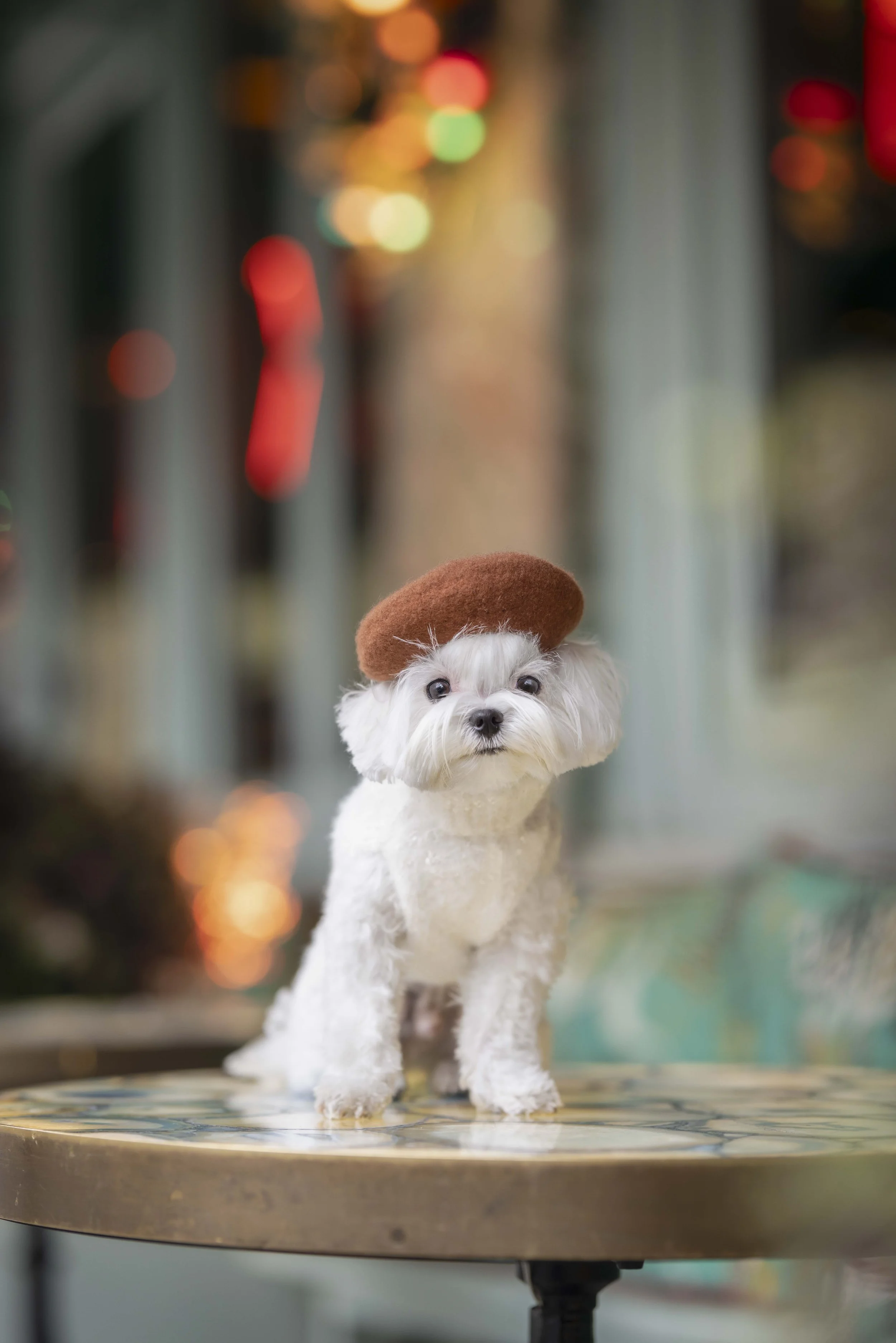 Small white dog wearing a brown beret during a hospitality photography shoot in London, photographed by Andrew Raven.