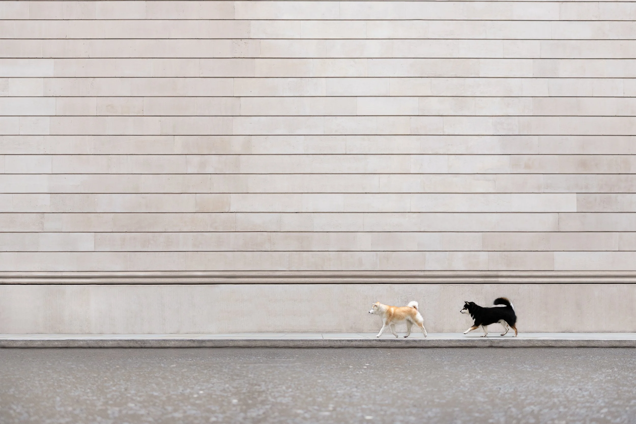 Two Shiba Inu walking beside grand stone architecture at Bank during a private dog photoshoot in the City of London.