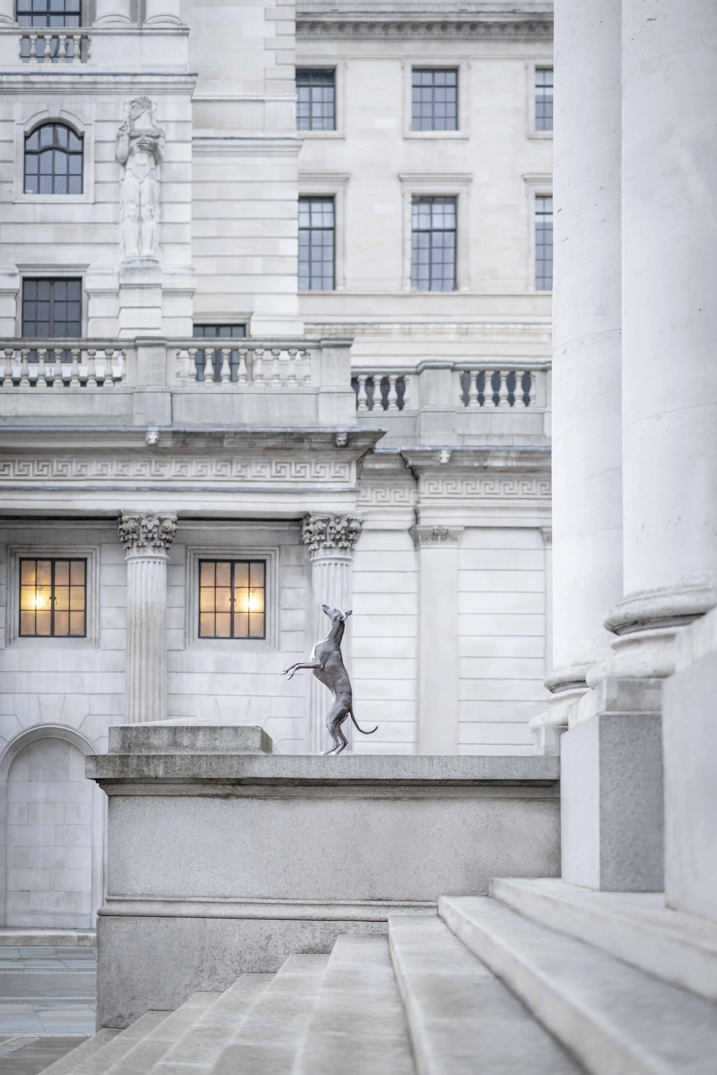 Fine art dog photograph by Andrew Raven of a Whippet leaping from a stone plinth in the City of London