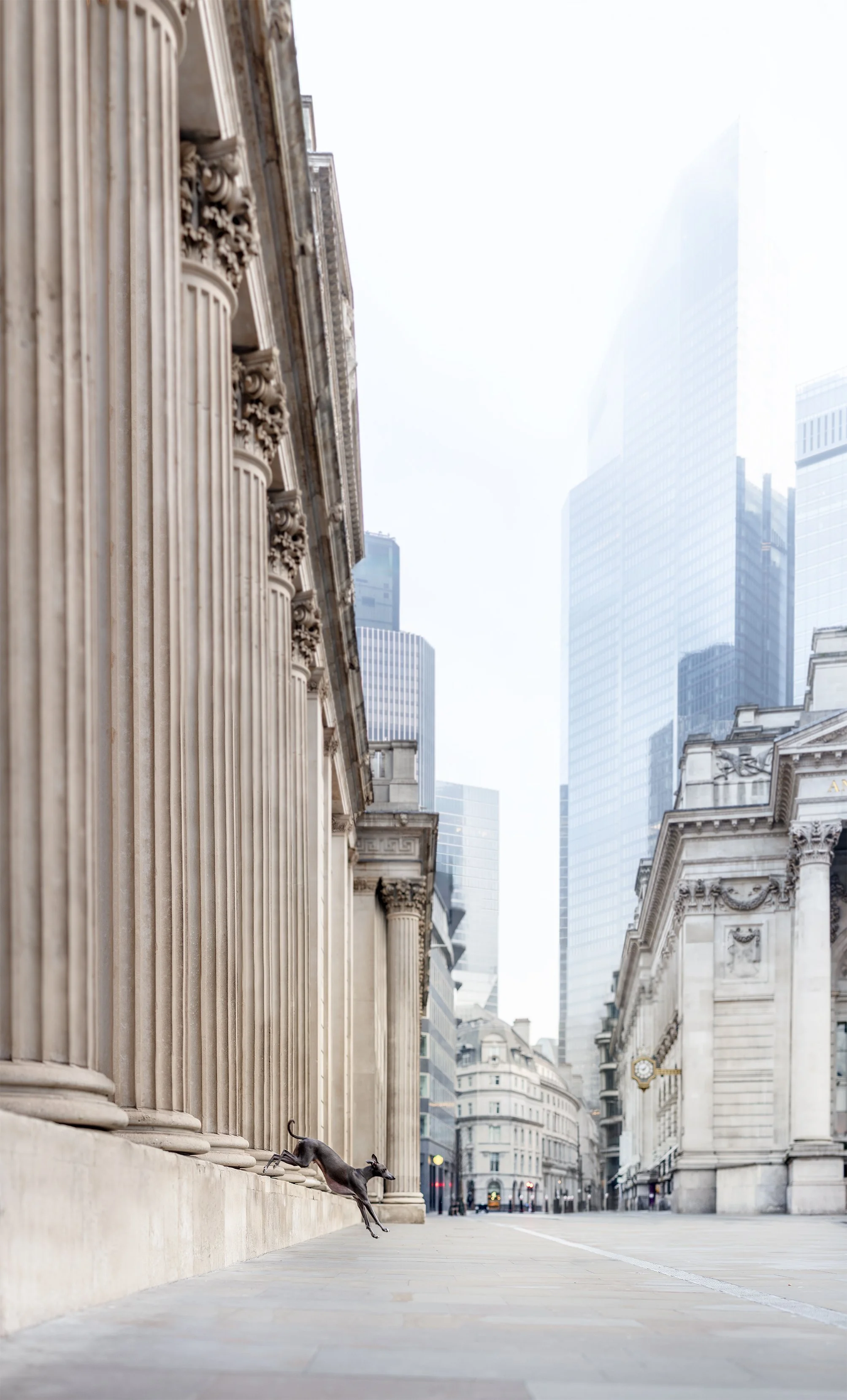 bank-dog-photoshoot-london-whippet.b.jpg