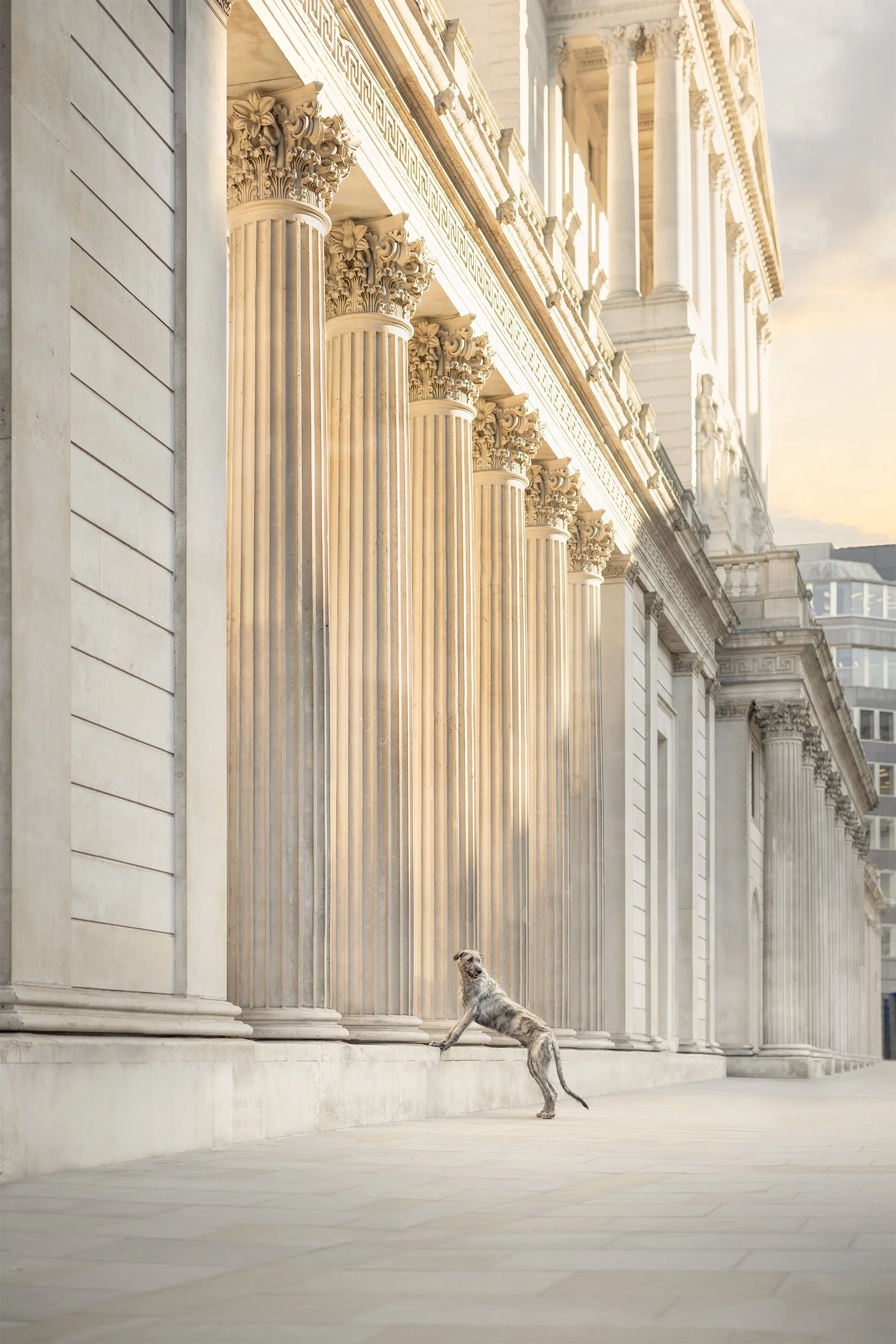Fine art dog photograph of an Irish Wolfhound at the Bank of England, London, by Andrew Raven