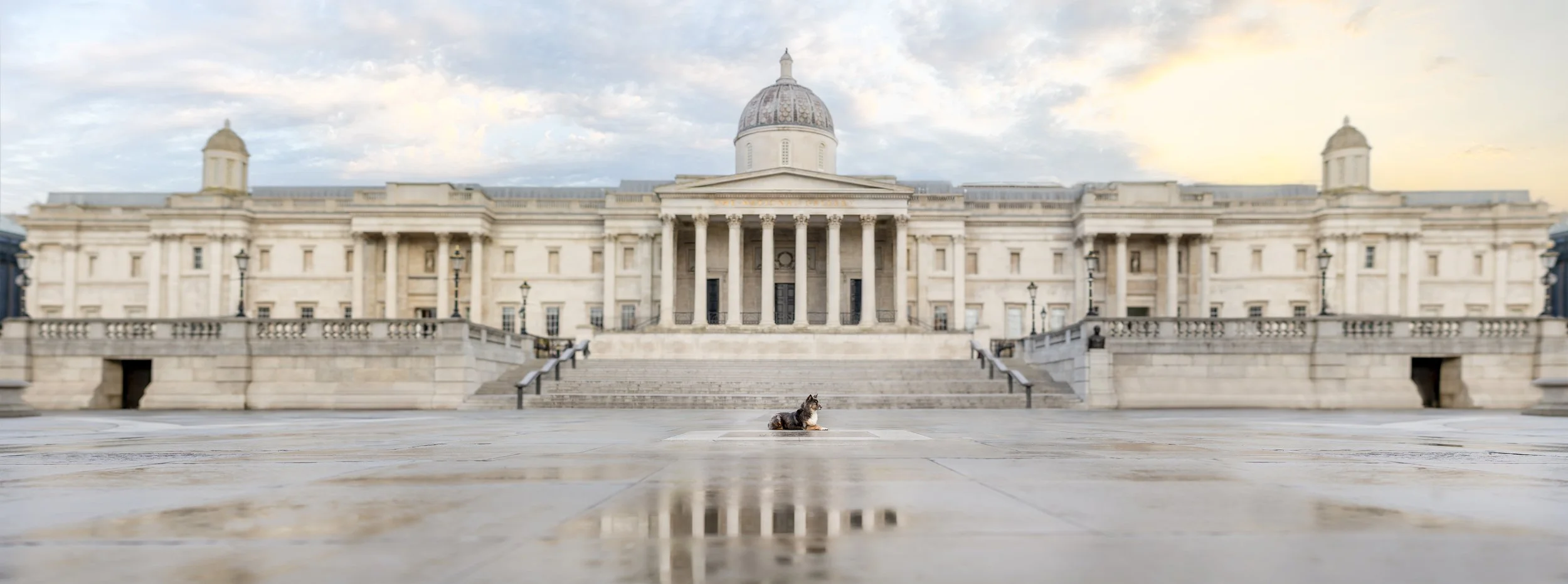 Dog in Trafalgar Square in front of the National Gallery in London, photographed by Andrew Raven.